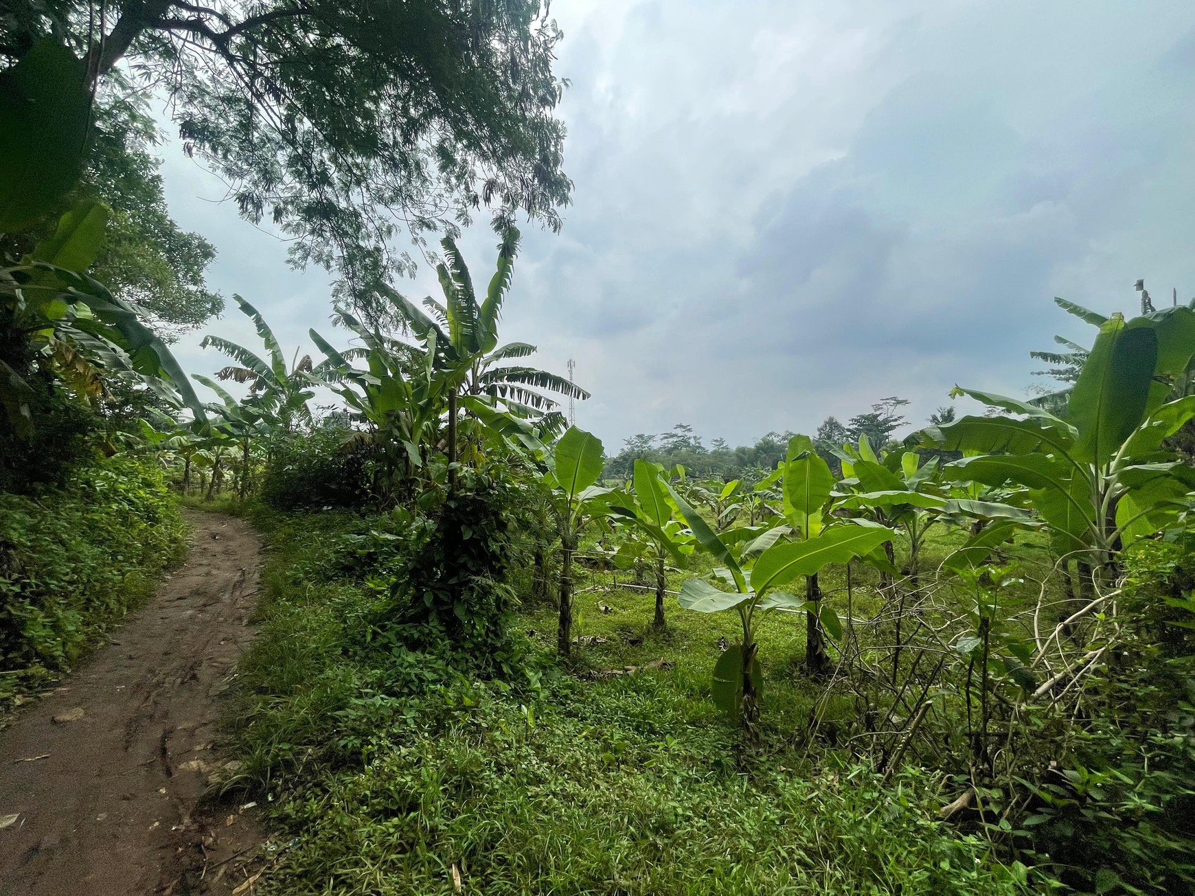 DIJUAL TANAH UNTUK PERUMAHAN DI CIOMAS PERMAI, BOGOR