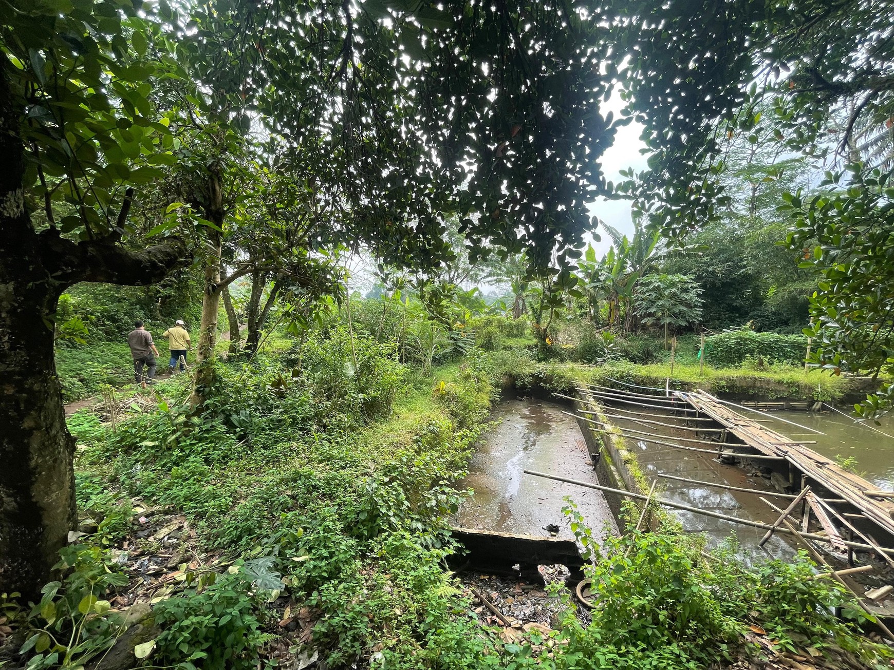 DIJUAL TANAH UNTUK PERUMAHAN DI CIOMAS PERMAI, BOGOR
