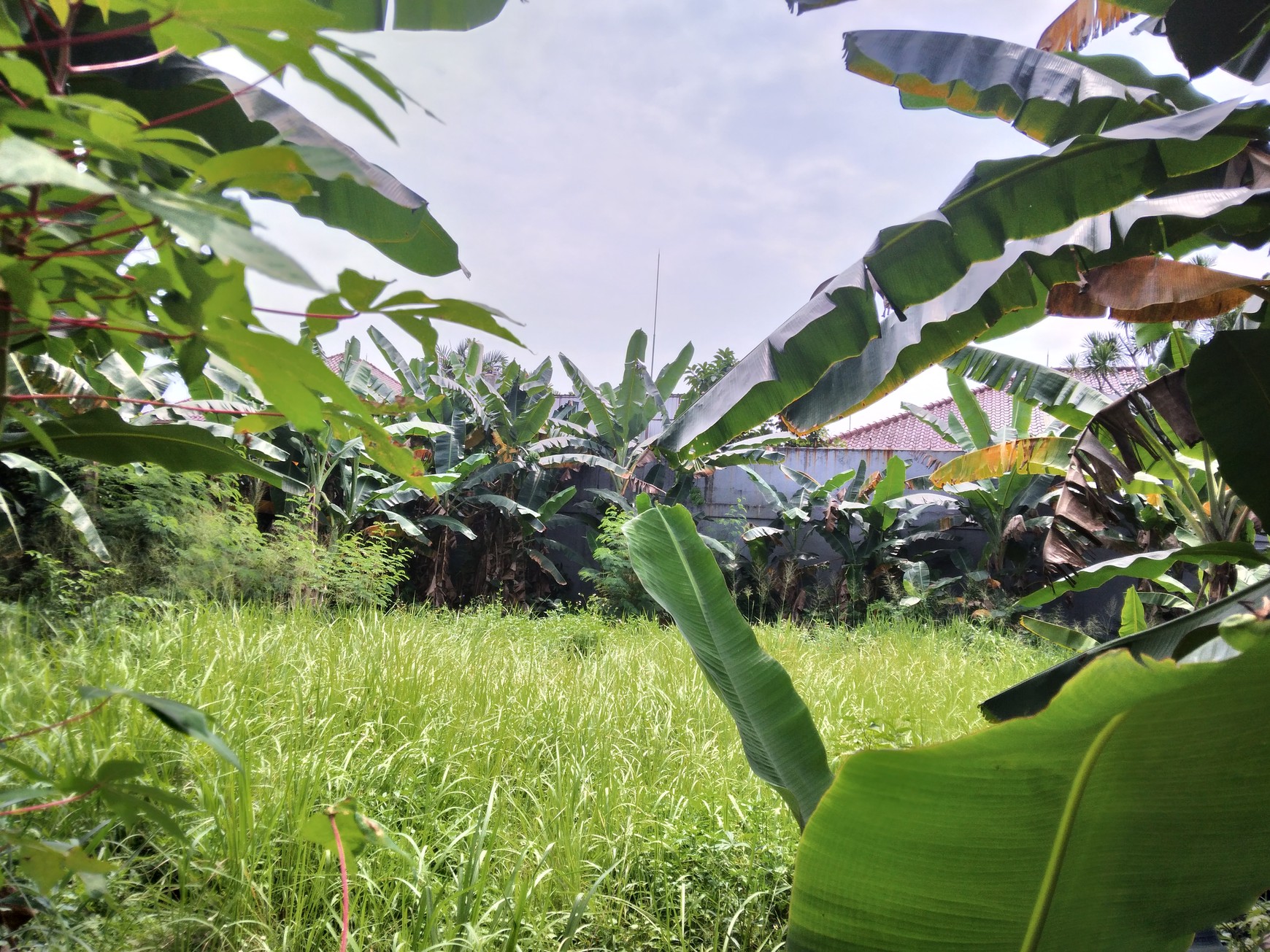 TANAH KAVLING  200 METER KE SETASIUN LRT HARJAMUKTI DAN DEKAT KE TOLL CIBUBUR HARGA NEGO