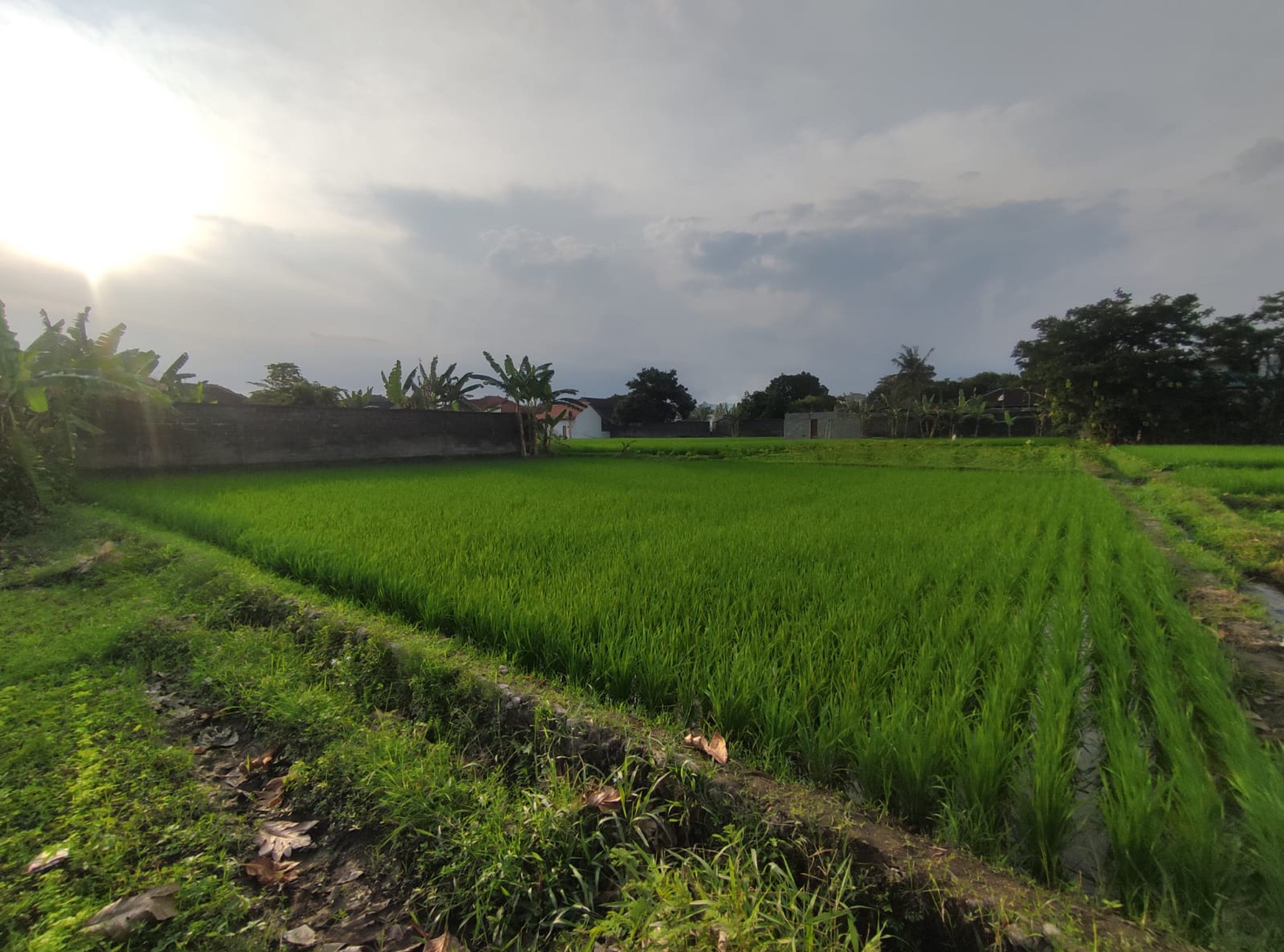 Tanah Pekarangan+Rumah 1621 Meter Persegi Lokasi Dekat Area Candi Kalasan