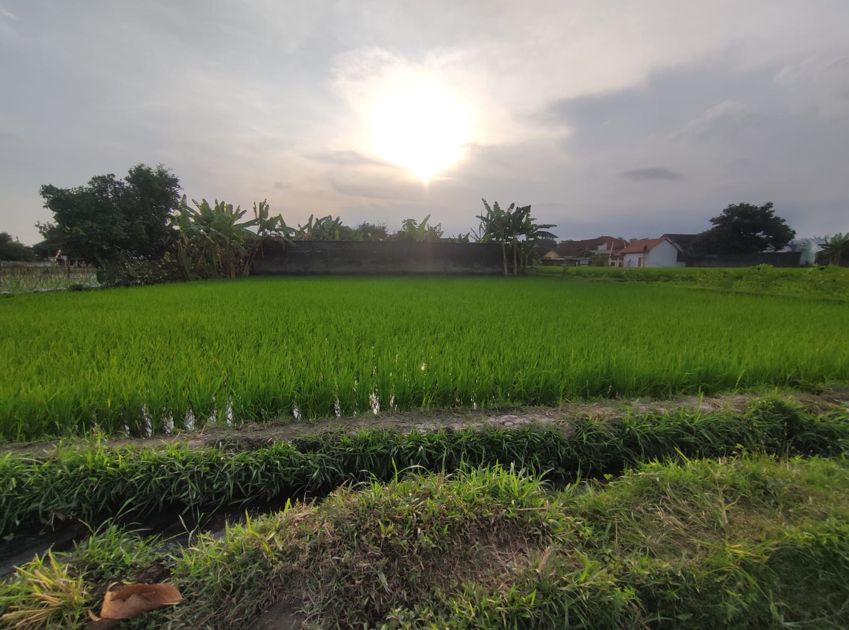 Tanah Pekarangan+Rumah 1621 Meter Persegi Lokasi Dekat Area Candi Kalasan