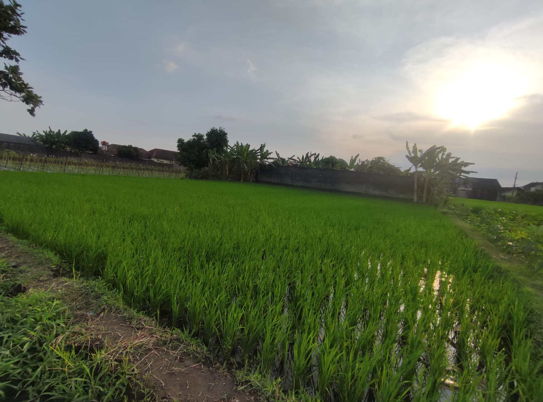 Tanah Pekarangan+Rumah 1621 Meter Persegi Lokasi Dekat Area Candi Kalasan