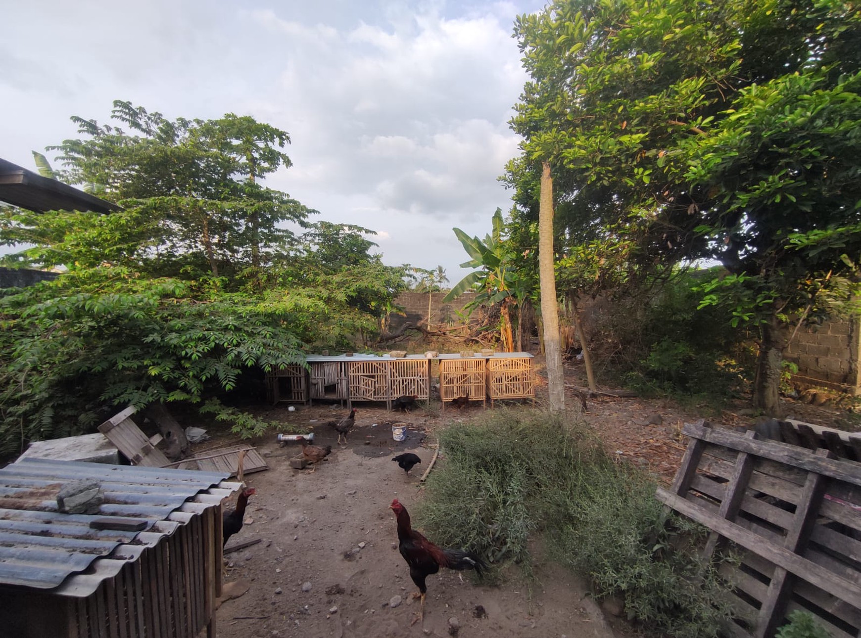 Tanah Pekarangan+Rumah 1621 Meter Persegi Lokasi Dekat Area Candi Kalasan