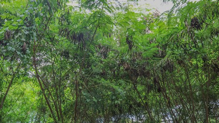 Tanah Kavling Di Kawasan Industri Pulo Gadung