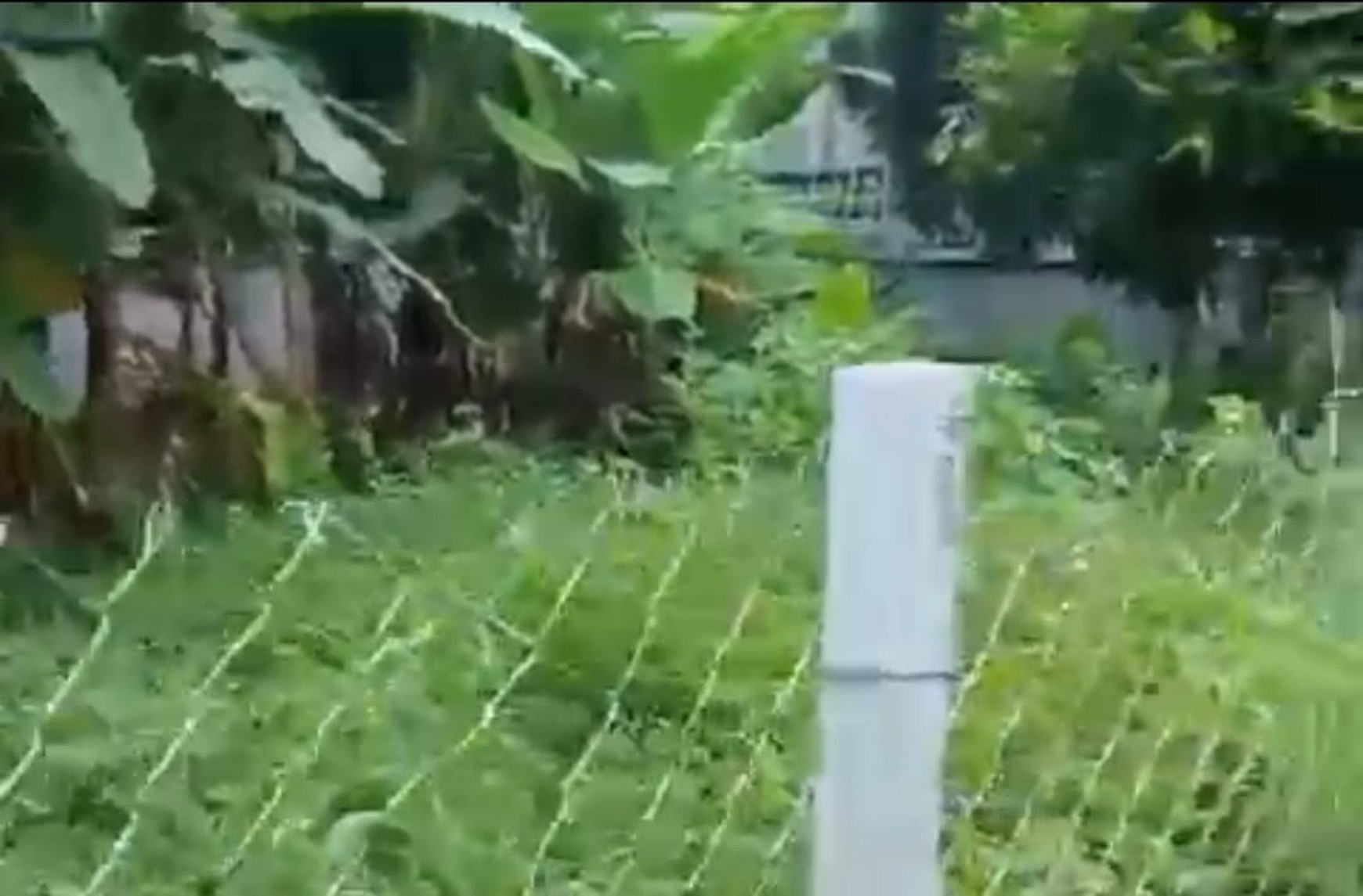 Kavling/ Tanah di Ciomas Rahayu Bogor