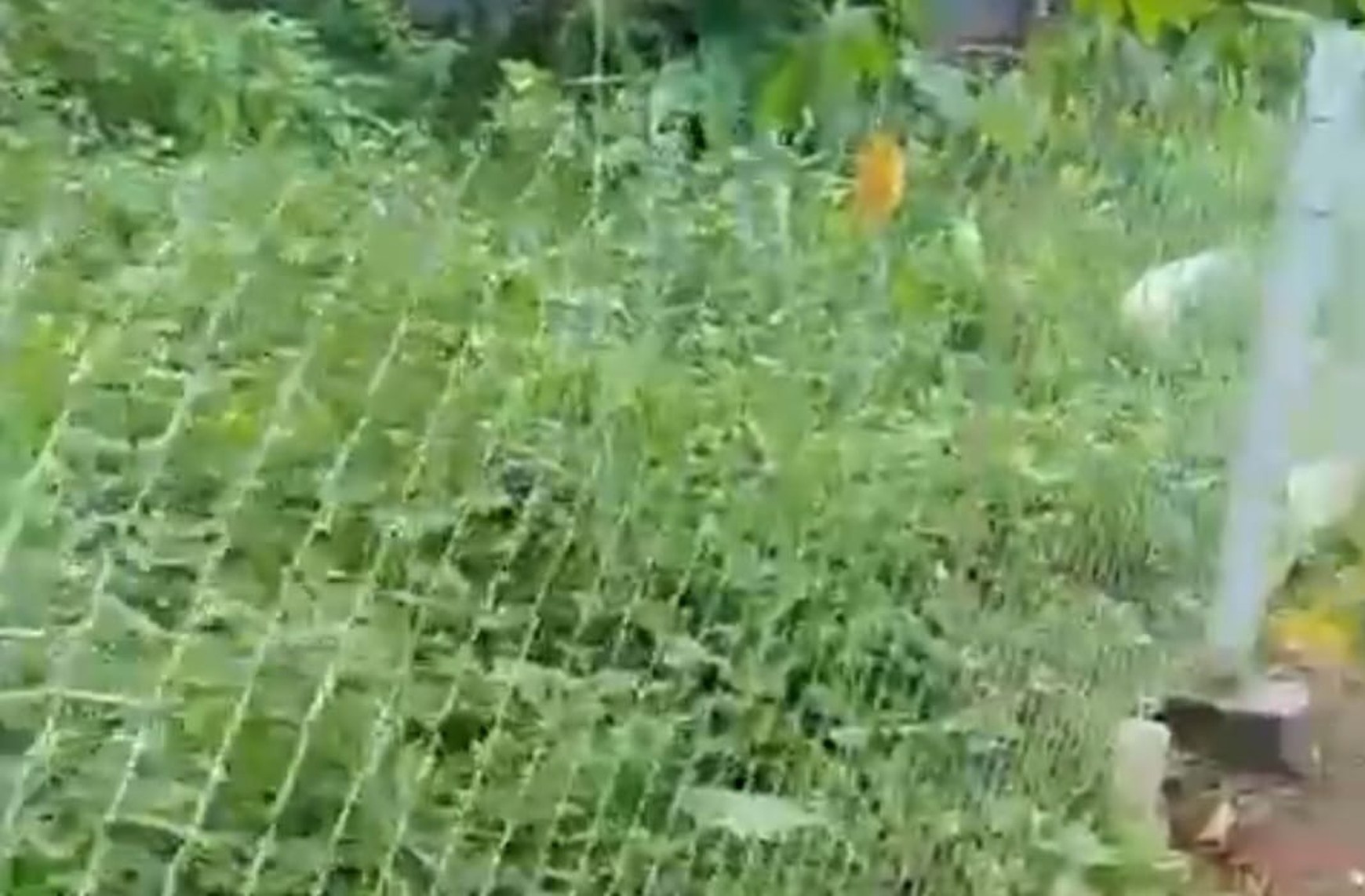 Kavling/ Tanah di Ciomas Rahayu Bogor