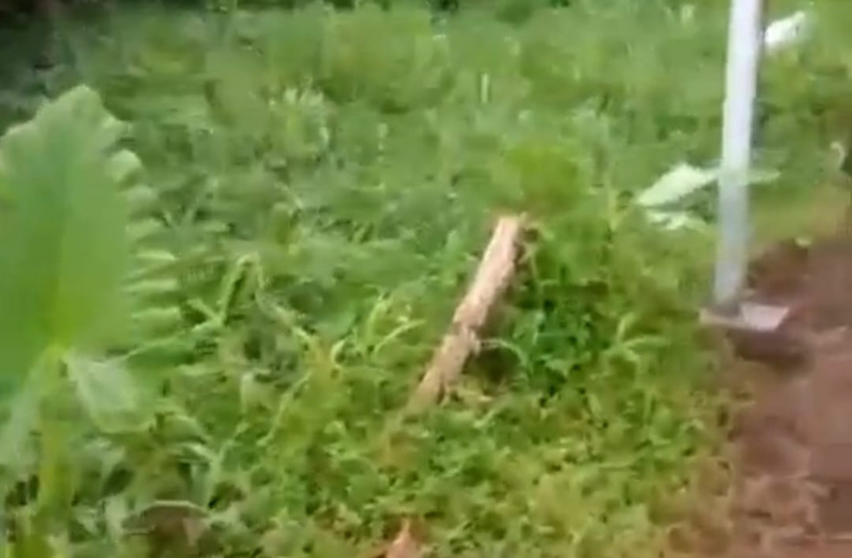 Kavling/ Tanah di Ciomas Rahayu Bogor