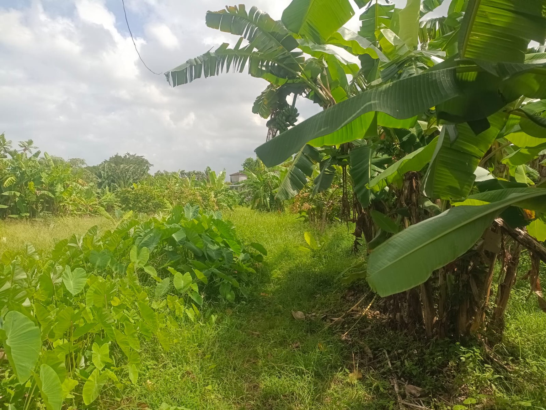 Land Leasehold In Heart Berawa Canggu Bali