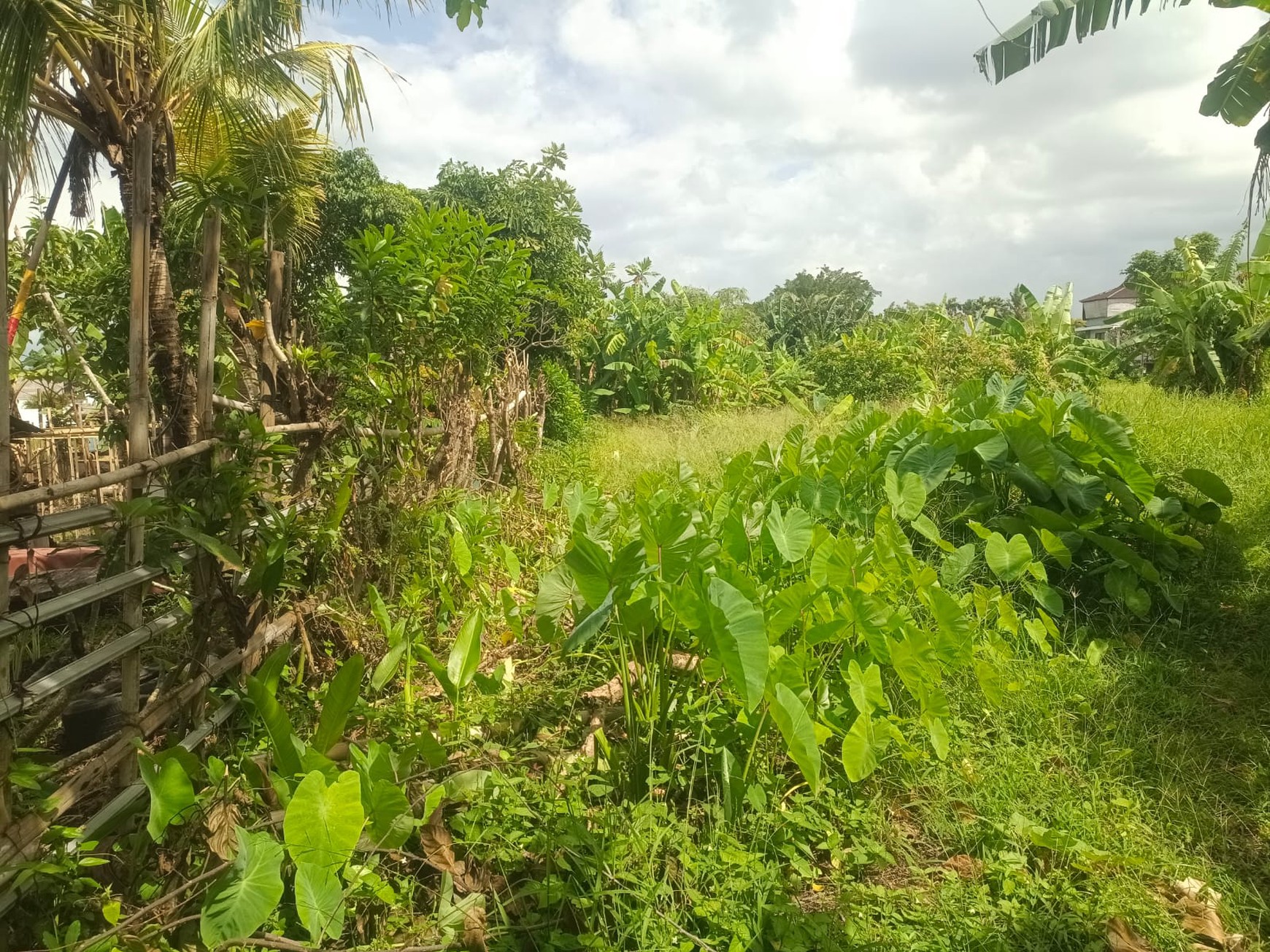 Land Leasehold In Heart Berawa Canggu Bali