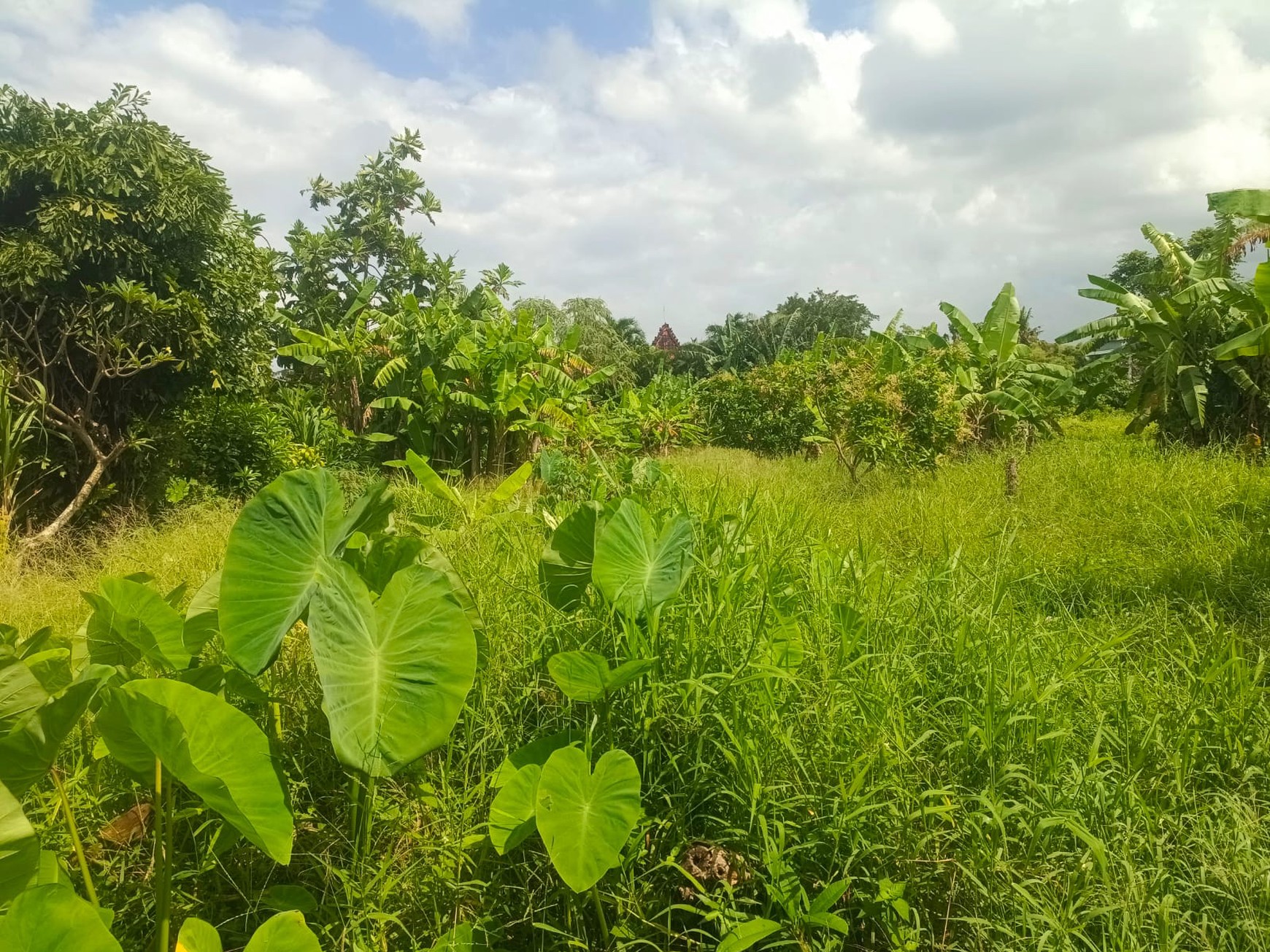 Land Leasehold In Heart Berawa Canggu Bali