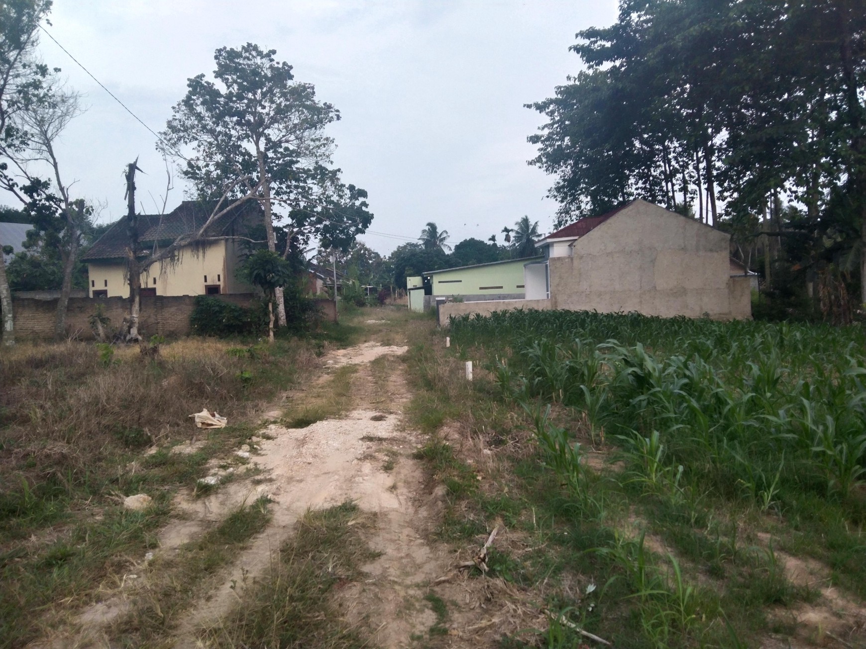 DIJUAL CEPAT & MURAH TANAH DI SABAH BALAU SANGAT COCOK UNTUK CUSTER