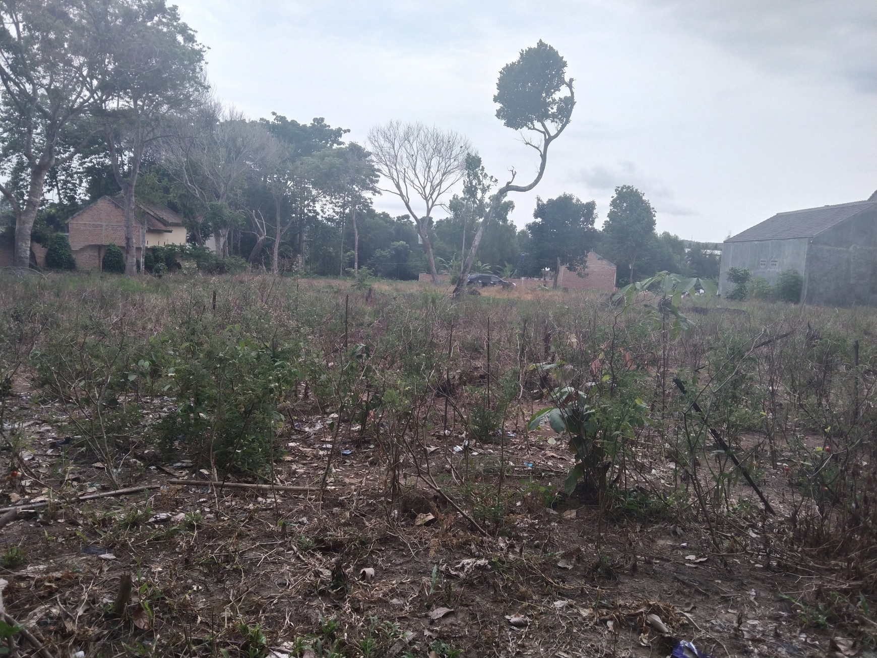 DIJUAL CEPAT & MURAH TANAH DI SABAH BALAU SANGAT COCOK UNTUK CUSTER