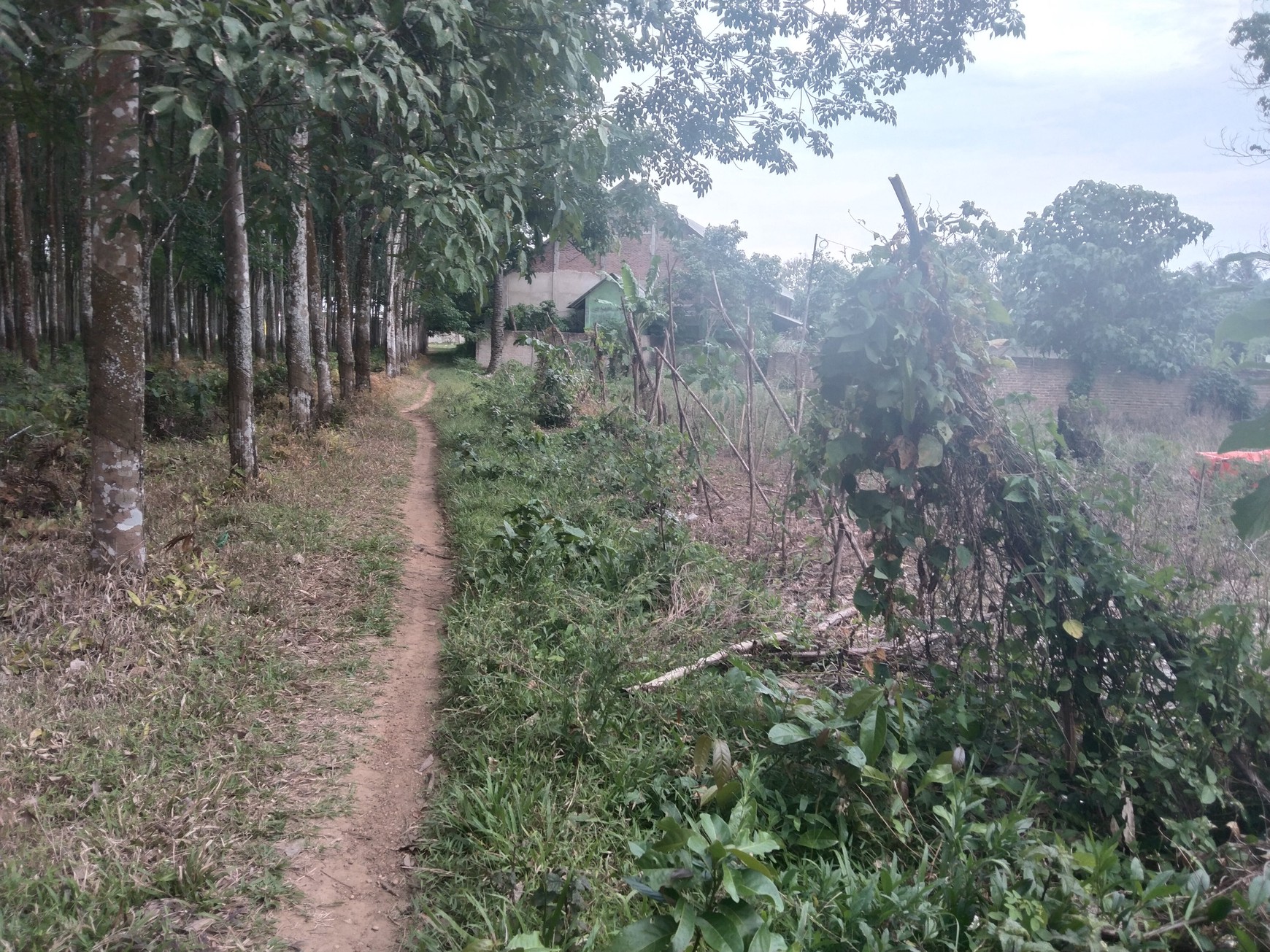 DIJUAL CEPAT & MURAH TANAH DI SABAH BALAU SANGAT COCOK UNTUK CUSTER