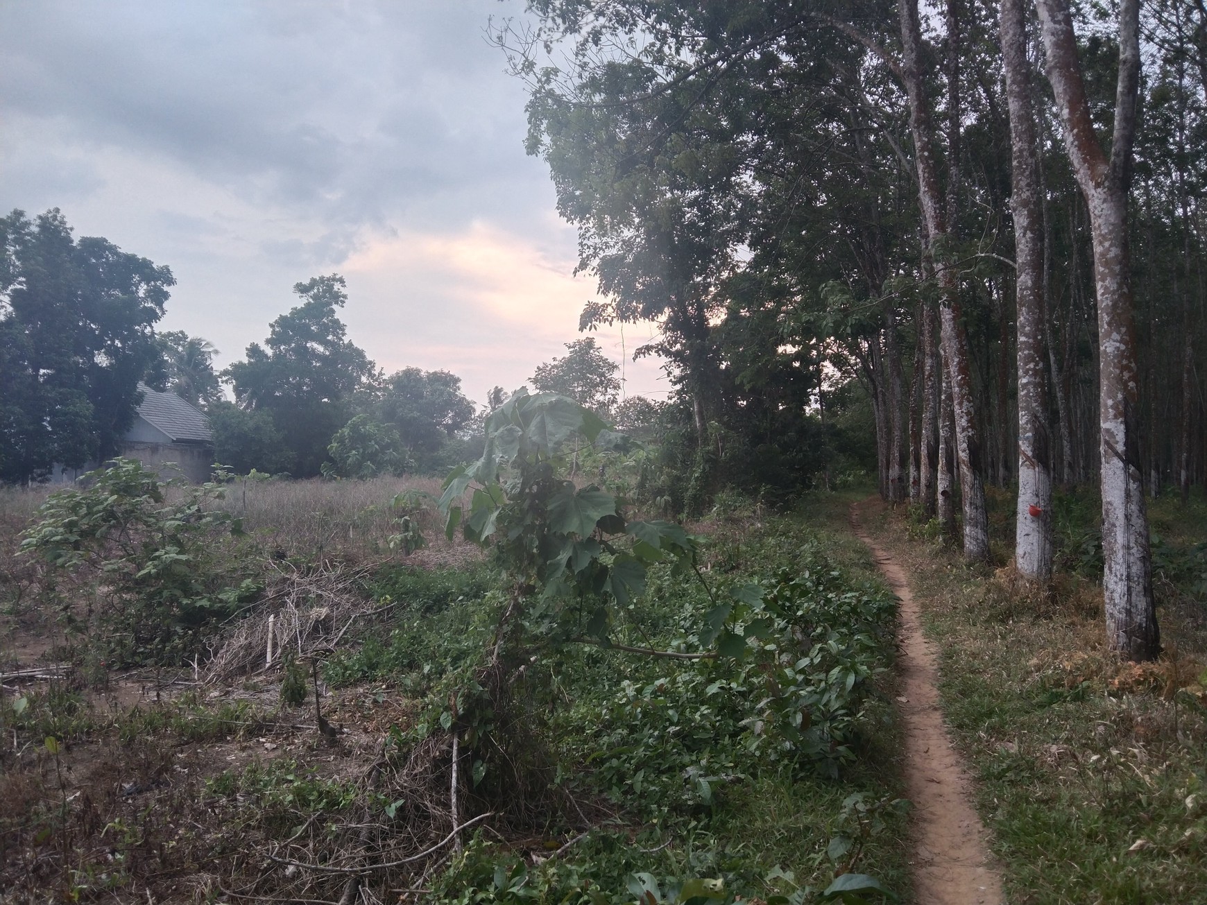 DIJUAL CEPAT & MURAH TANAH DI SABAH BALAU SANGAT COCOK UNTUK CUSTER