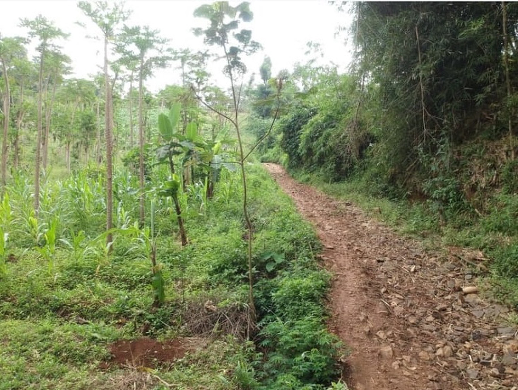 Tanah Kebun Sudah Berizin di Garut