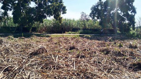 Tanah di Desa Karang Jeruk, Kec.Jatirejo Kab. Mojokerto Luas 6986 m2 ( 2 Sertifikat SHM ), Jalan sudah paving - PG -