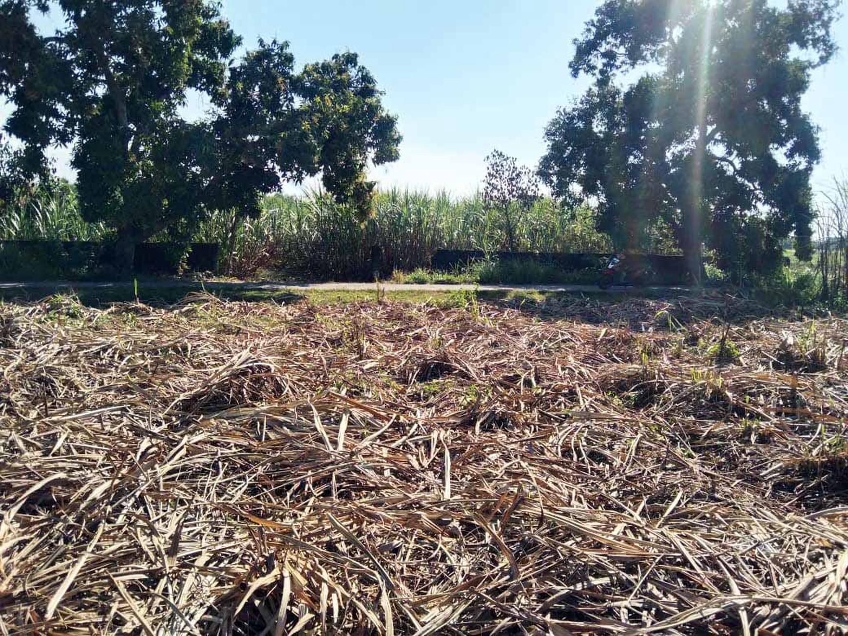 Tanah di Desa Karang Jeruk, Kec.Jatirejo Kab. Mojokerto Luas 6986 m2 ( 2 Sertifikat SHM ), Jalan sudah paving - PG -