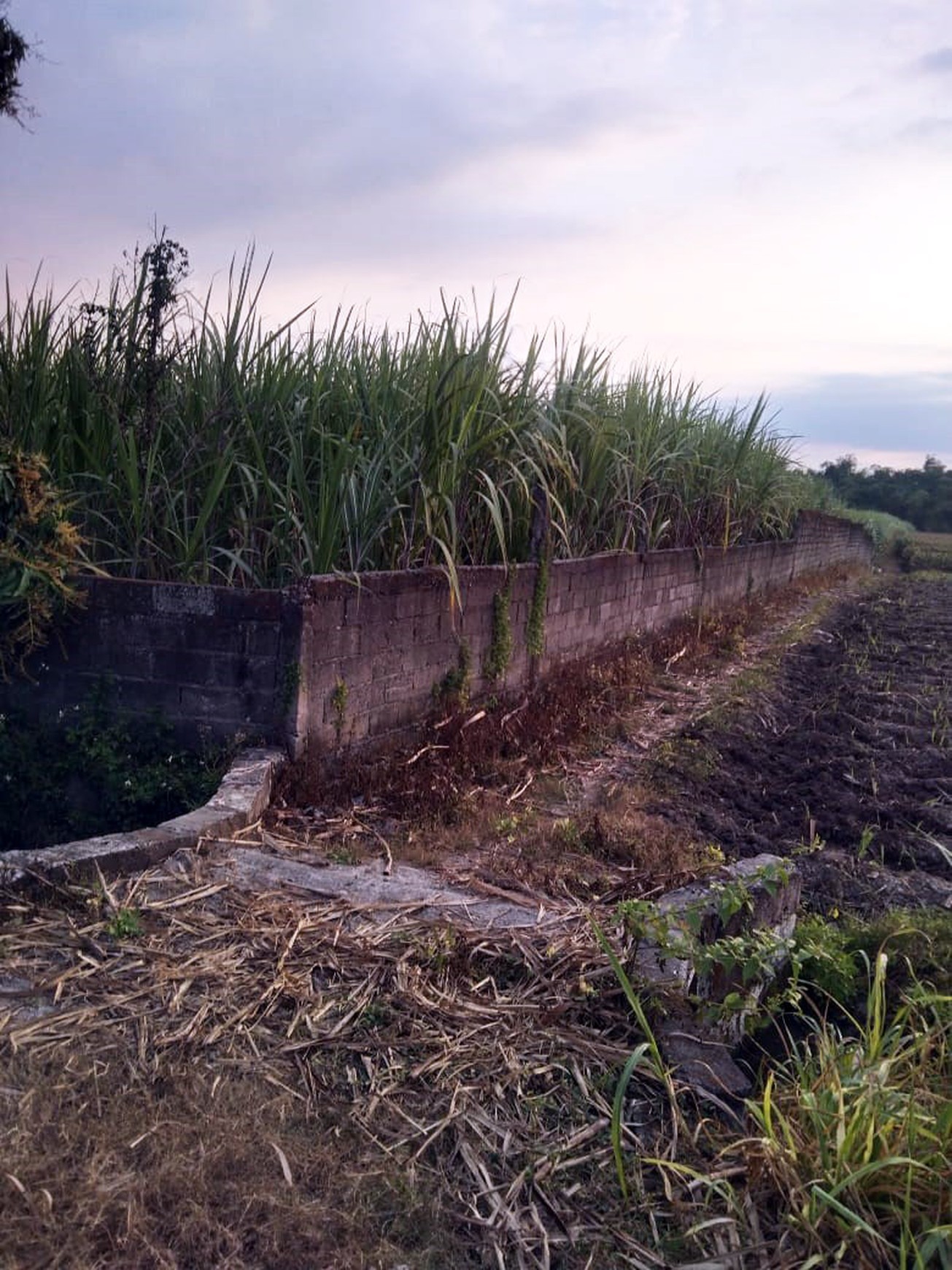 Tanah di Desa Karang Jeruk, Kec.Jatirejo Kab. Mojokerto Luas 6986 m2 ( 2 Sertifikat SHM ), Jalan sudah paving - PG -