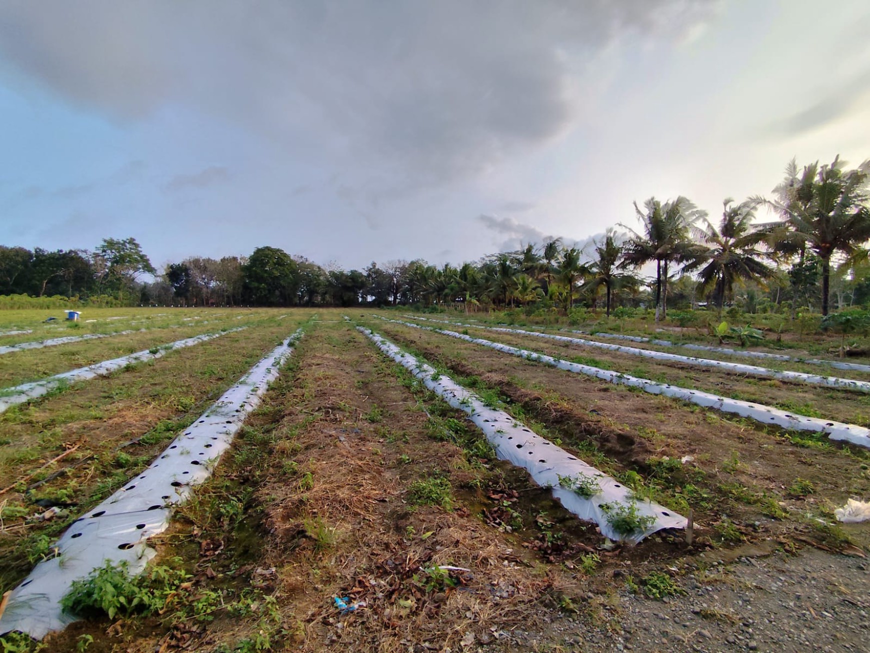Tanah Pekarangan di Jl. Nasional Deandels, Purworejo - Hanya 10 Menit dari Bandara YIA.