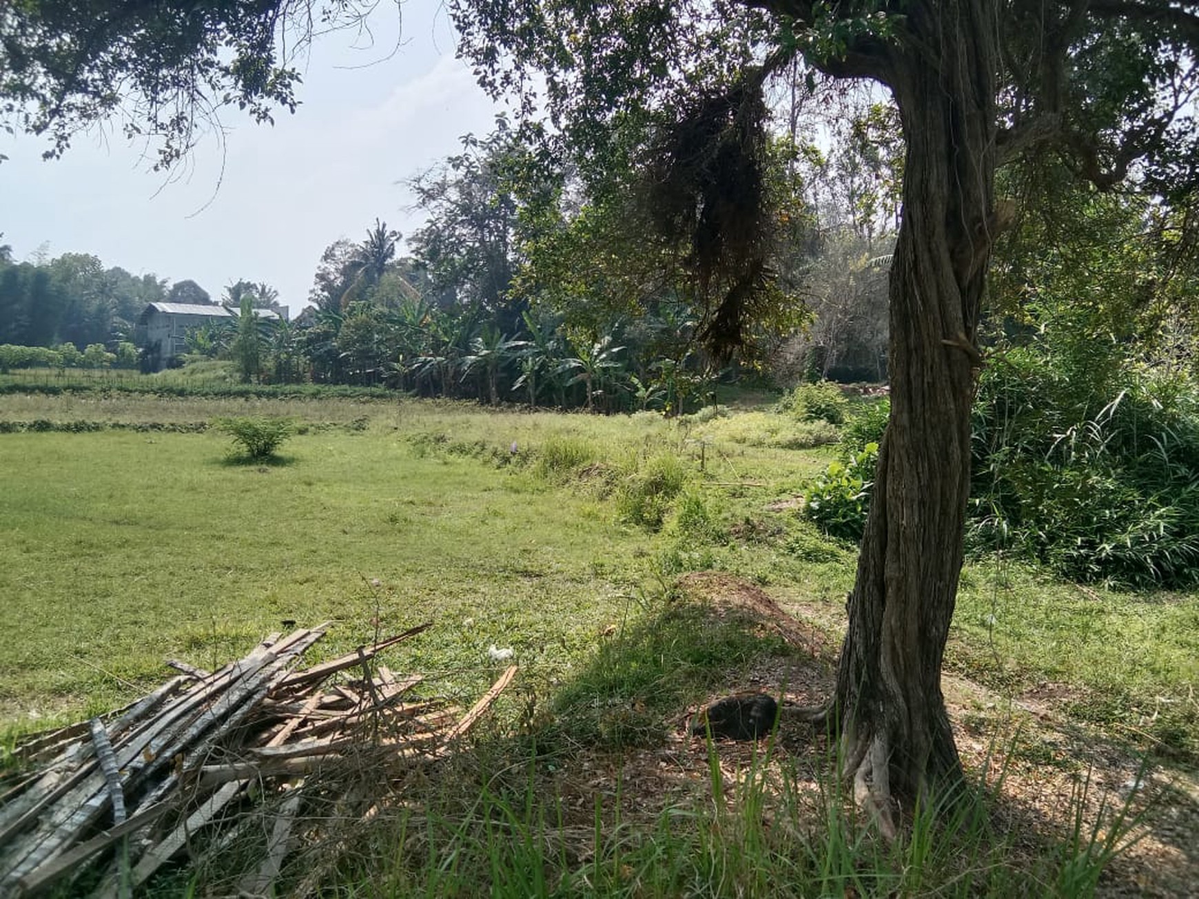 Dijual Tanah Sawah Luas 2145 Meter Persegi di Seyegan Sleman 