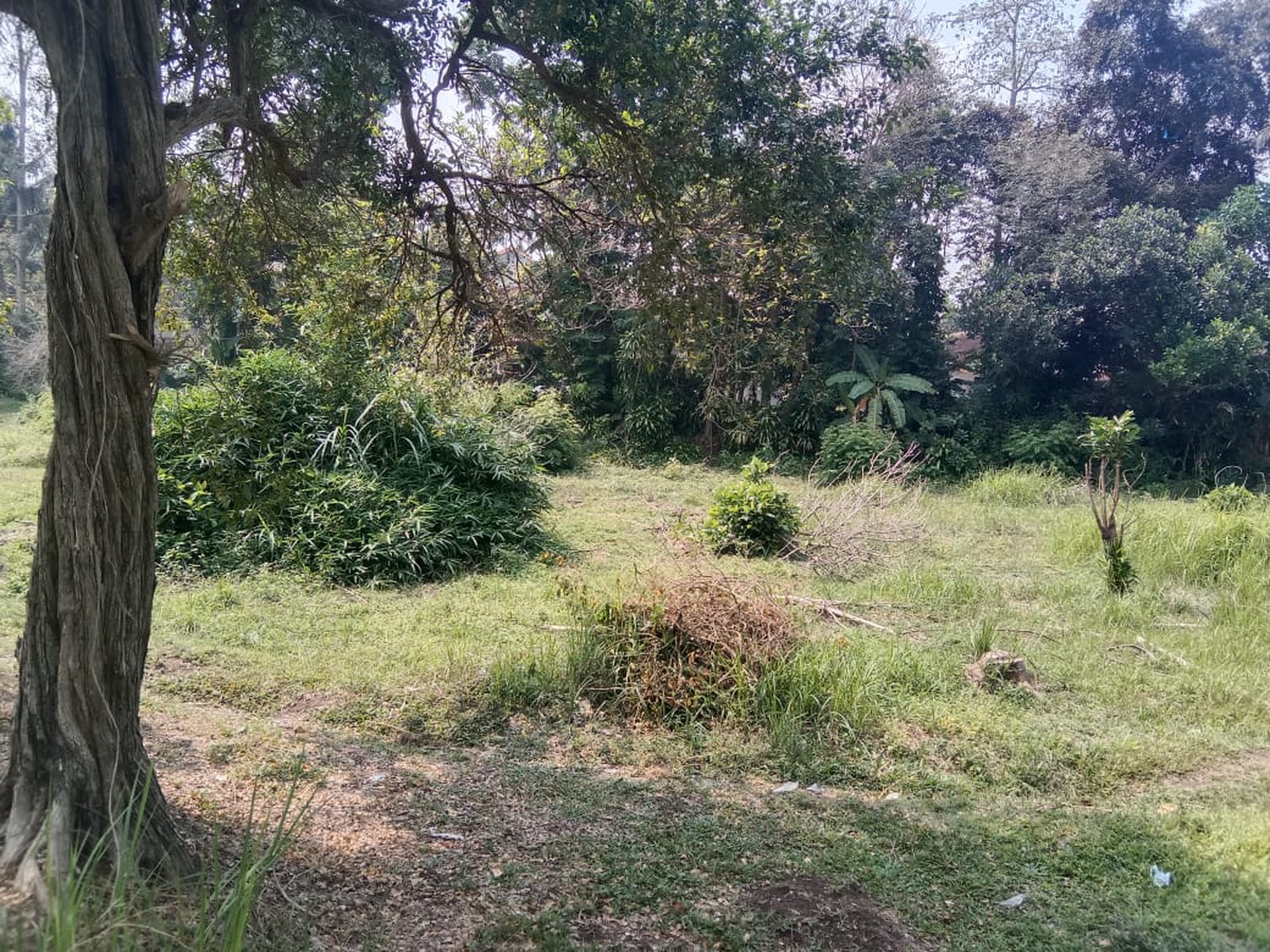 Dijual Tanah Sawah Luas 2145 Meter Persegi di Seyegan Sleman 