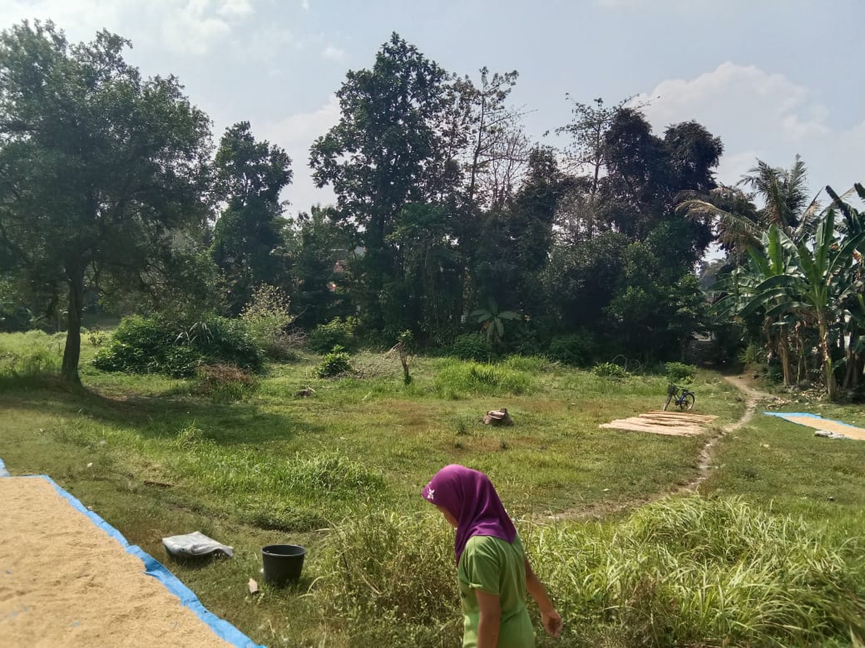 Dijual Tanah Sawah Luas 2145 Meter Persegi di Seyegan Sleman 