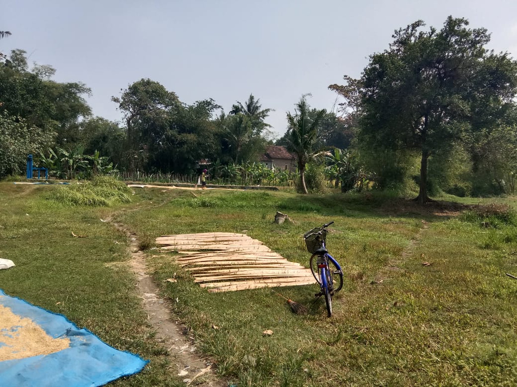 Dijual Tanah Sawah Luas 2145 Meter Persegi di Seyegan Sleman 