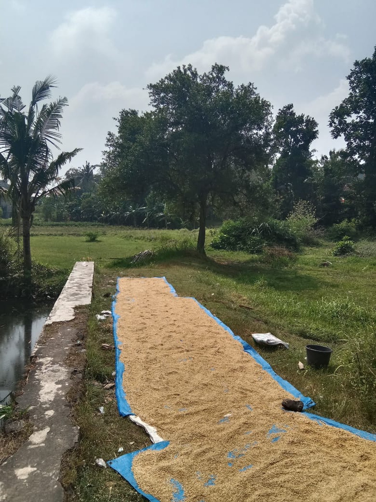 Dijual Tanah Sawah Luas 2145 Meter Persegi di Seyegan Sleman 