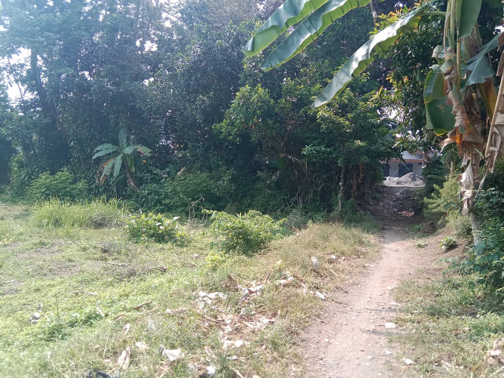 Dijual Tanah Sawah Luas 2145 Meter Persegi di Seyegan Sleman 