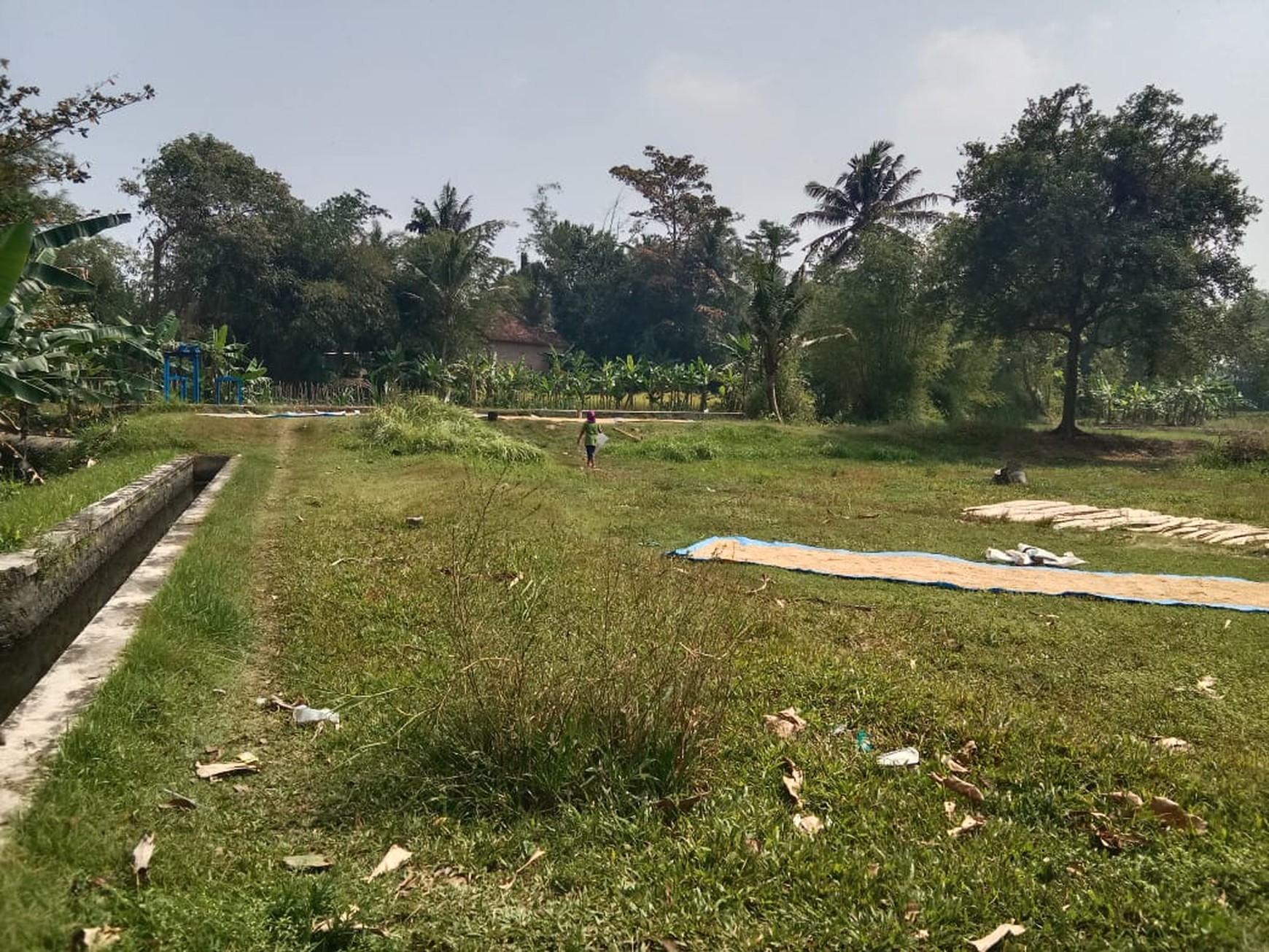 Dijual Tanah Sawah Luas 2145 Meter Persegi di Seyegan Sleman 