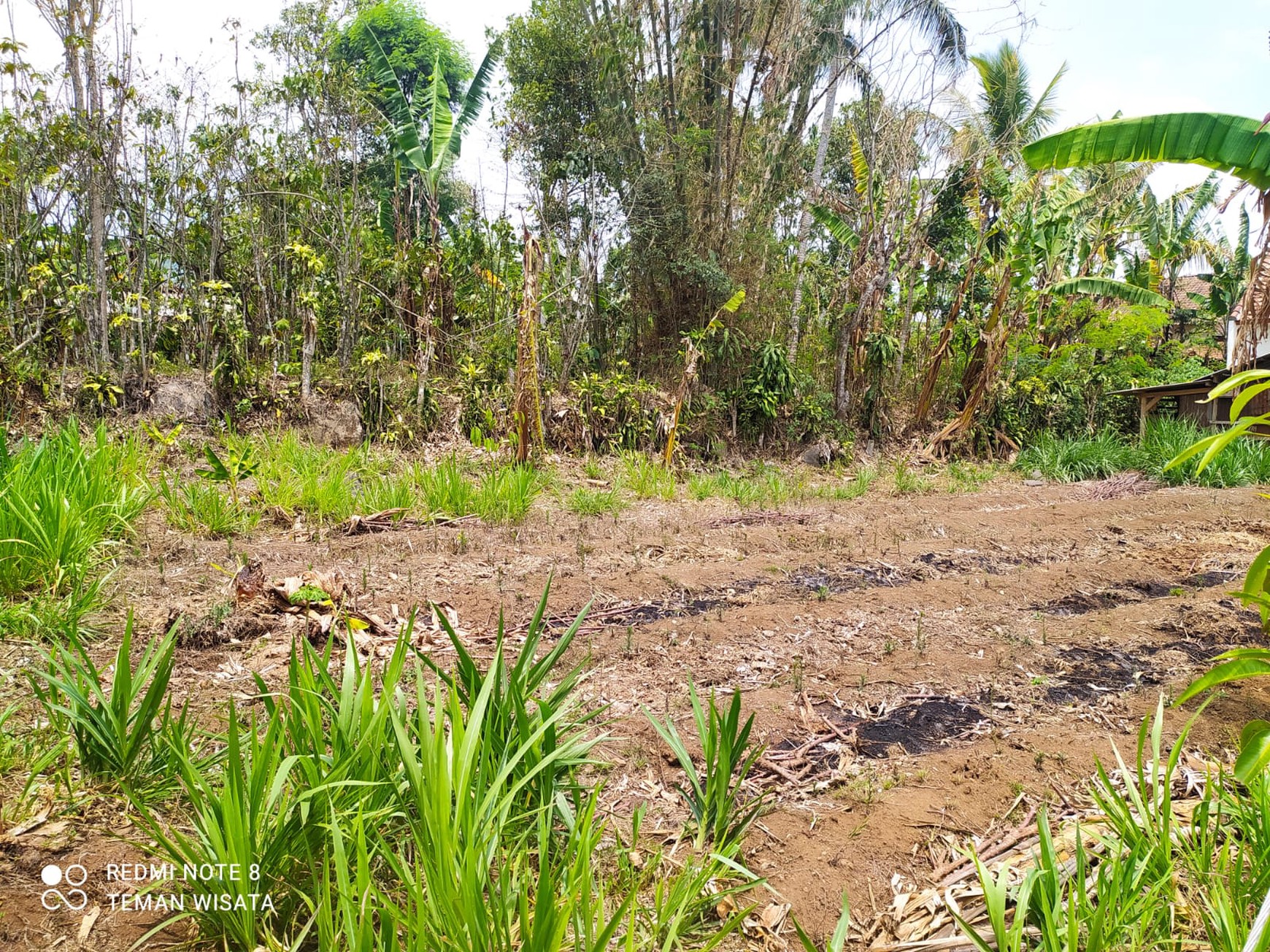 Jual Cepat Tanah SHM Dekat Dengan Agrowisata Kebun Teh Wonosari