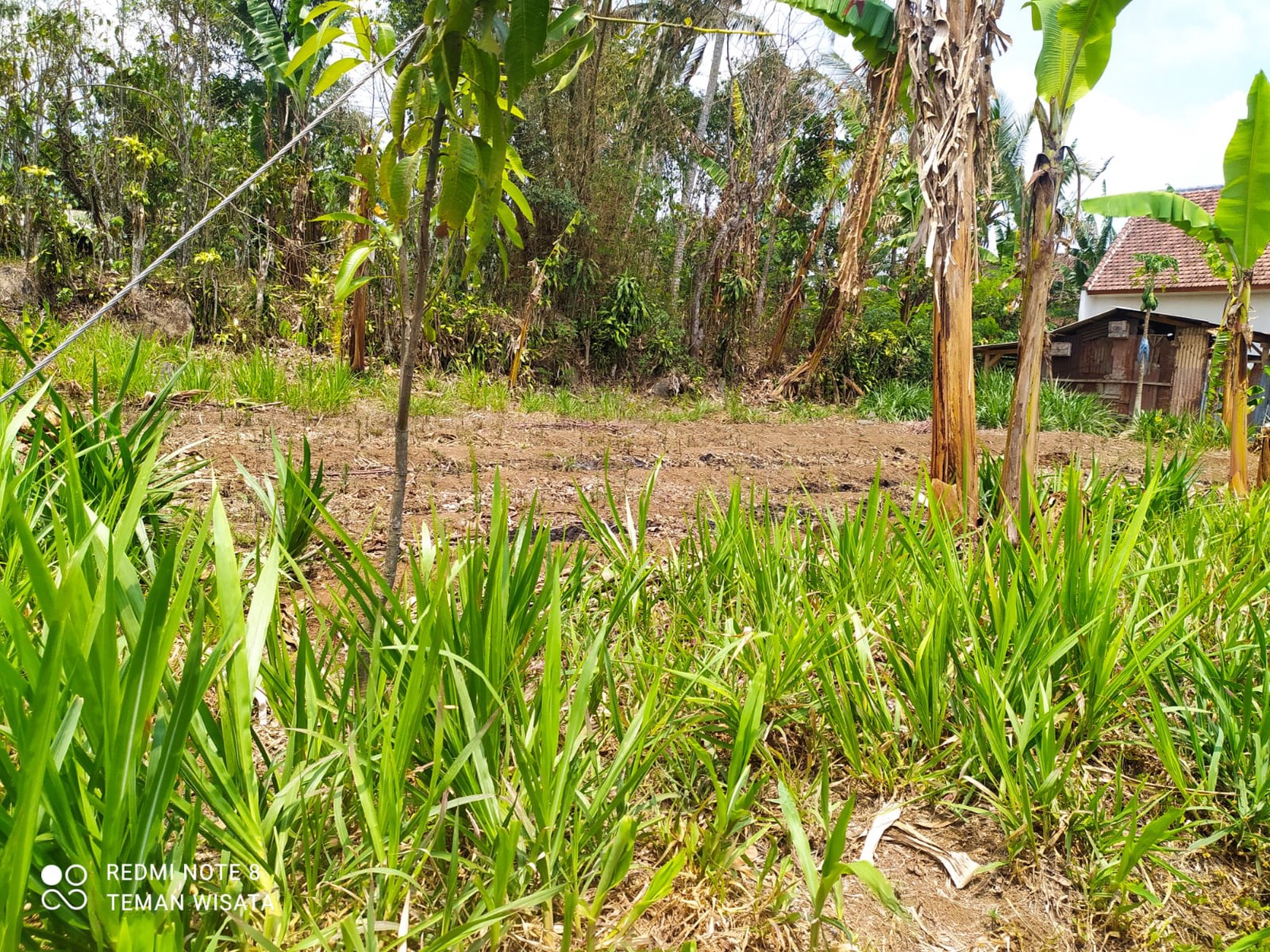 Jual Cepat Tanah SHM Dekat Dengan Agrowisata Kebun Teh Wonosari
