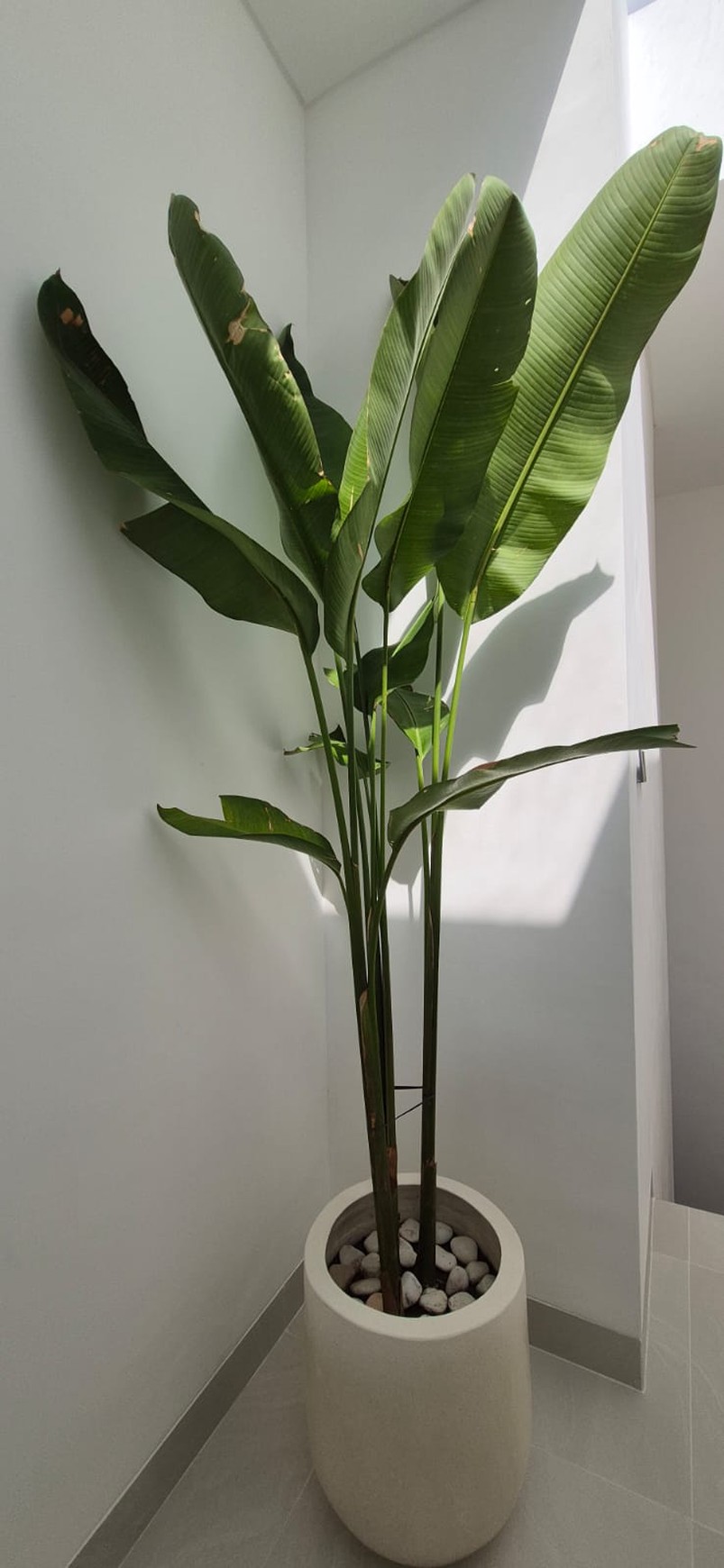 Leasehold - A modern townhouse takes simpliciy and serenity in Seminyak, Bali