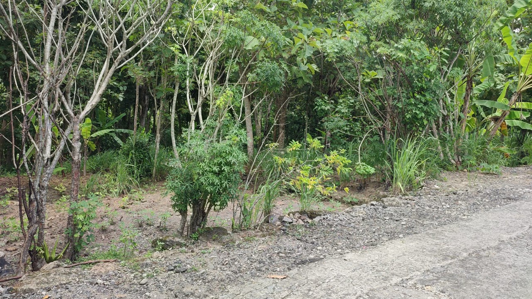Kavling Siap Bangun Di Desa Kedung Sari Kulonprogo Jogjakarta