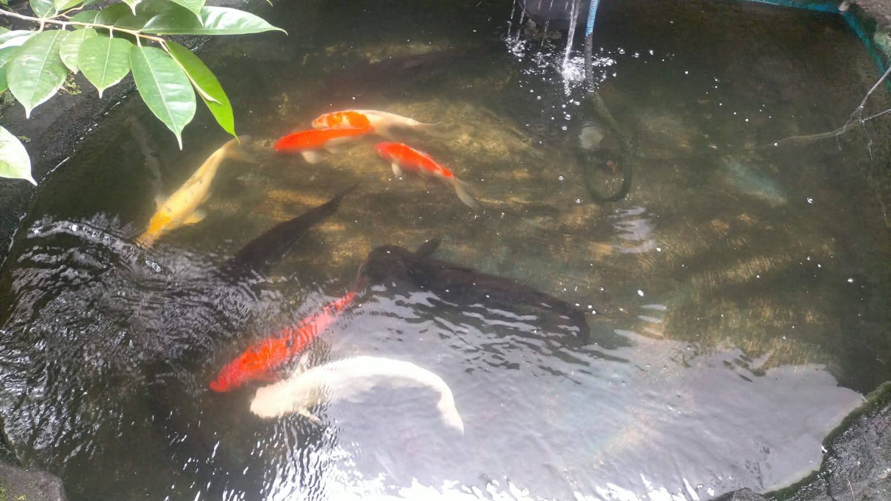 Dijual Rumah Surabaya Pusat Kota Jalan Petemon - Full Furnished Plus Ada Kolam Renang - Garasi Carport Masuk 4 Mobil Dekat Jalan Tidar, Bubutan, Kedung Doro , Arjuno