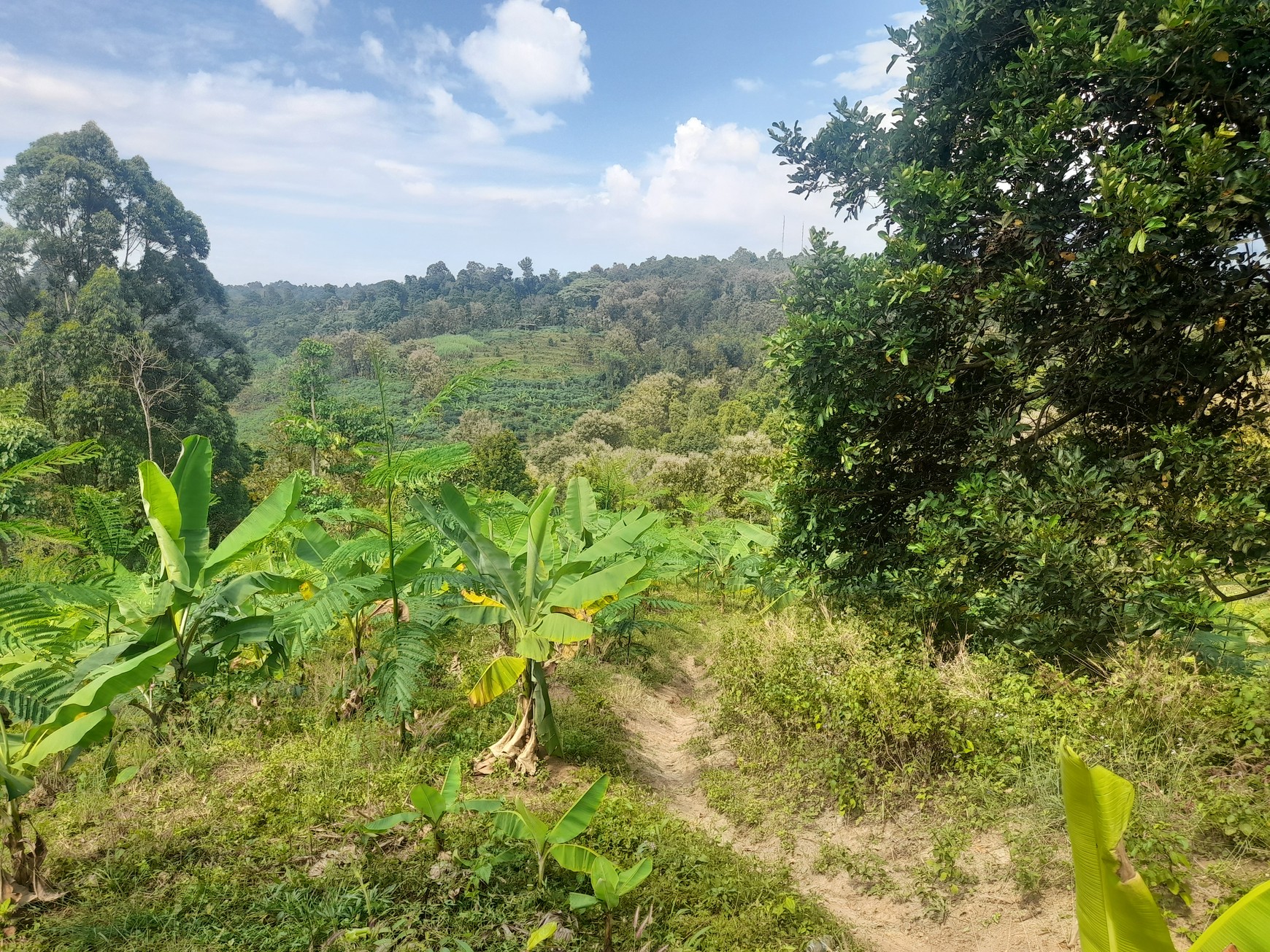 Tanah Kebun 2,5 Ha SHM di Wonokerto Wonosalam Jombang
