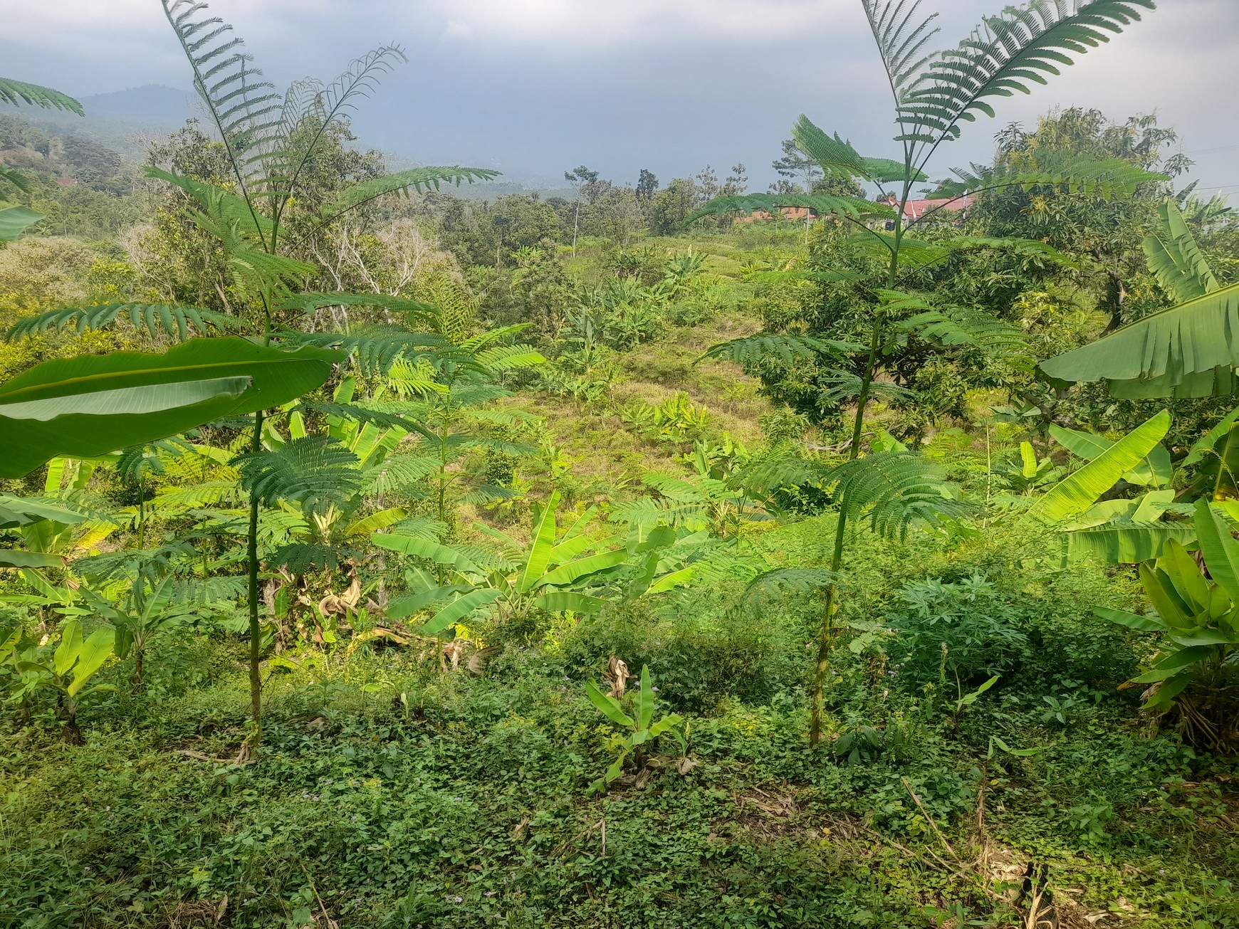 Tanah Kebun 2,5 Ha SHM di Wonokerto Wonosalam Jombang
