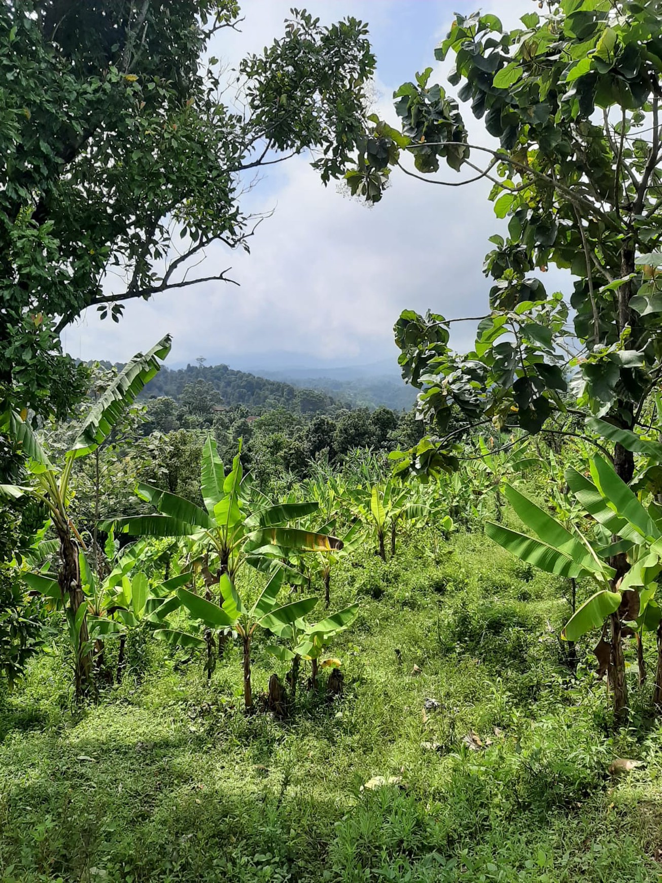 Tanah Kebun 2,5 Ha SHM di Wonokerto Wonosalam Jombang