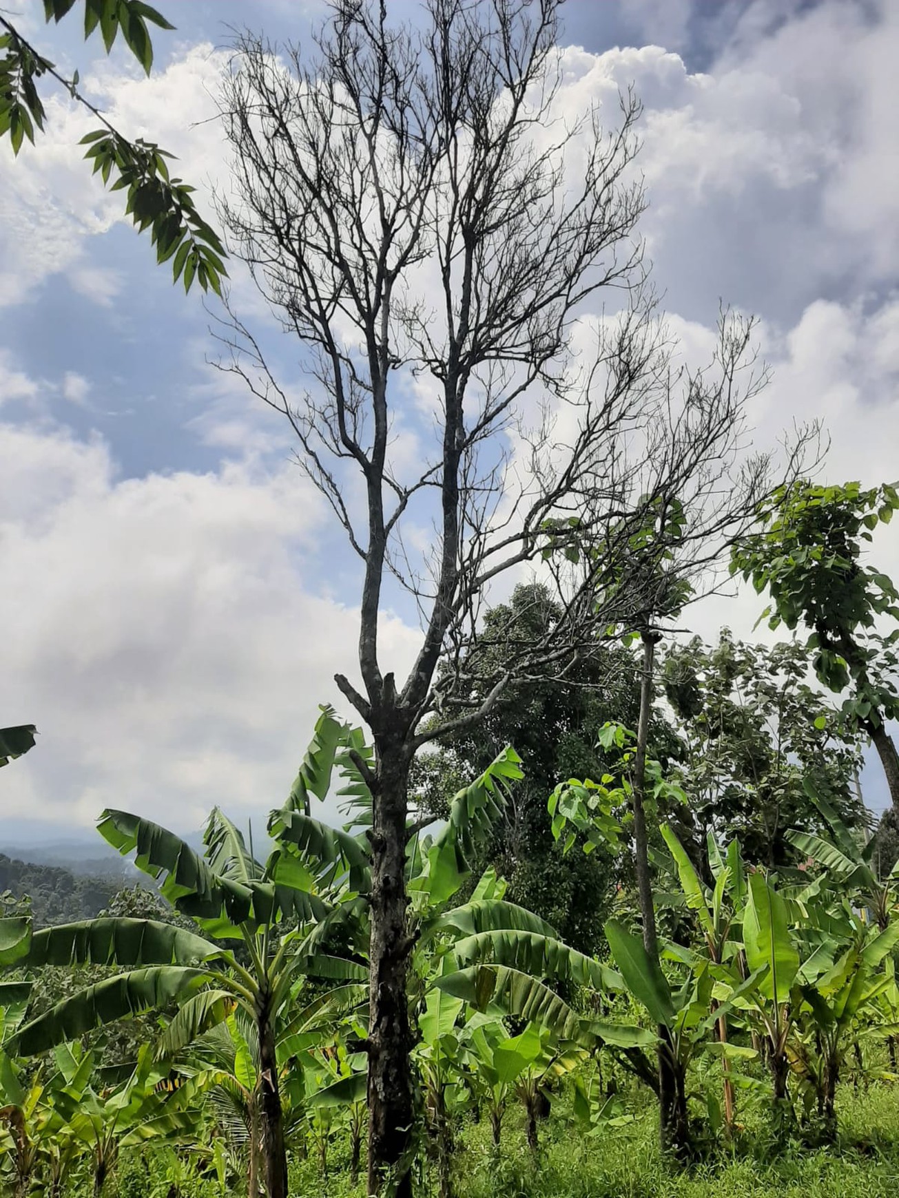 Tanah Kebun 2,5 Ha SHM di Wonokerto Wonosalam Jombang