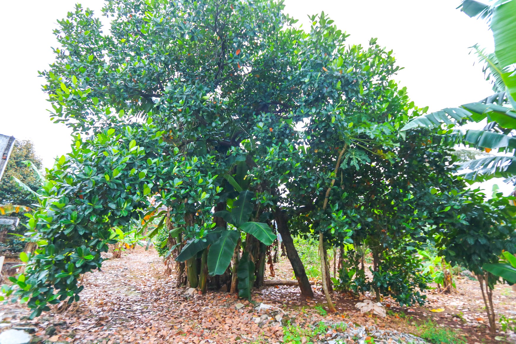 Kavling Tanah di Kalimalang Dekat Cawang, Duren Sawit, Pondok Kelapa, cocok untuk Cluster