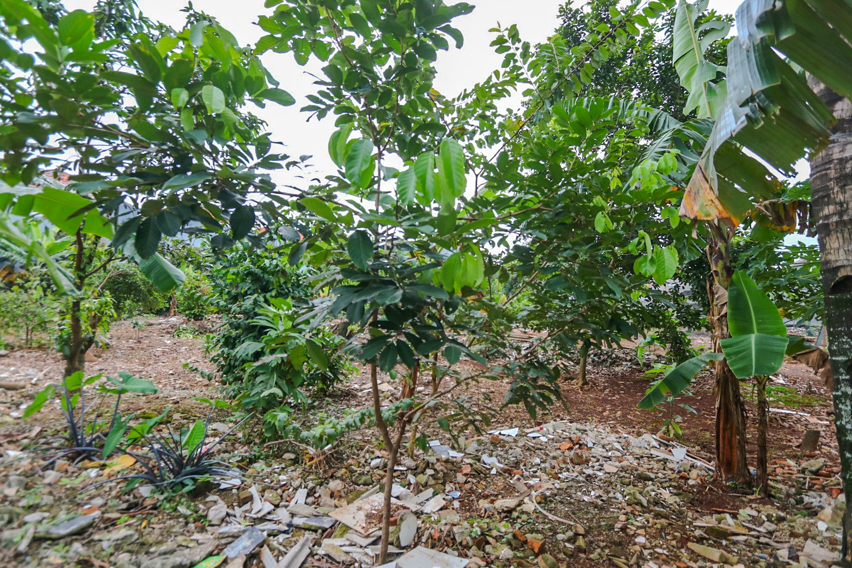 Kavling Tanah di Kalimalang Dekat Cawang, Duren Sawit, Pondok Kelapa, cocok untuk Cluster