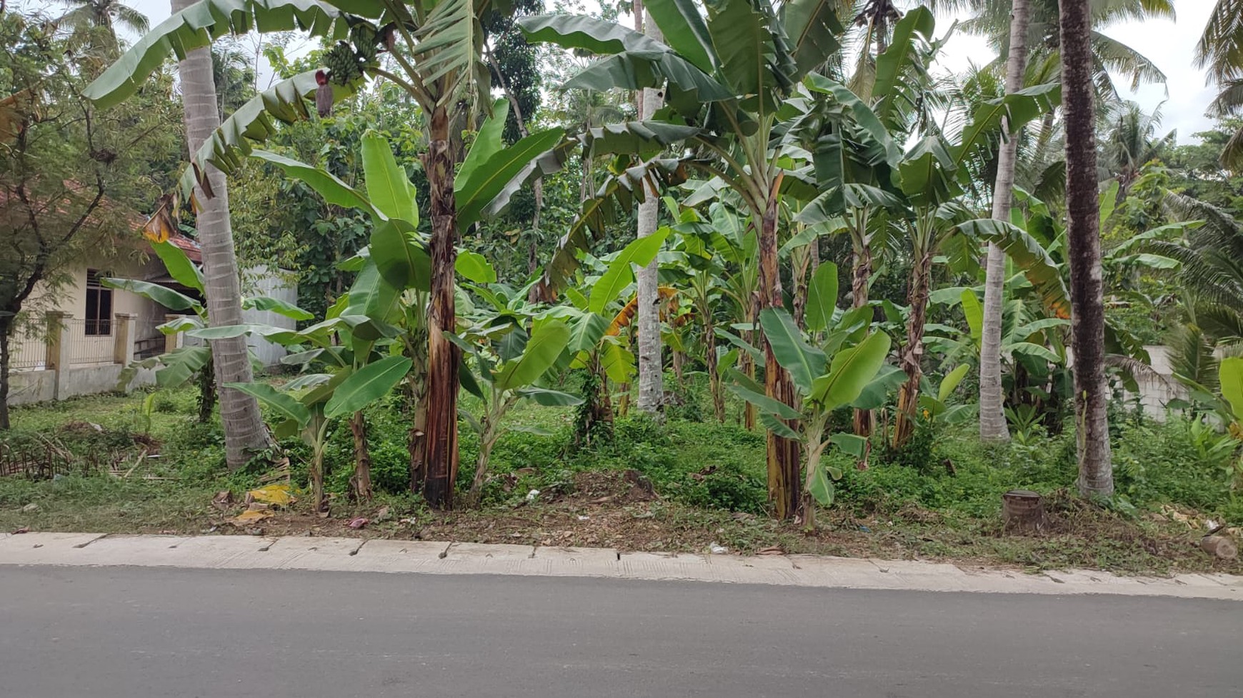Kavling Siap Bangun Di Nagung Kedundang Kulonprogo Yogjakarta