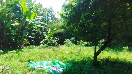 Jual cepat tanah kavling di rawakalong gunung sindur bogor jawa barat