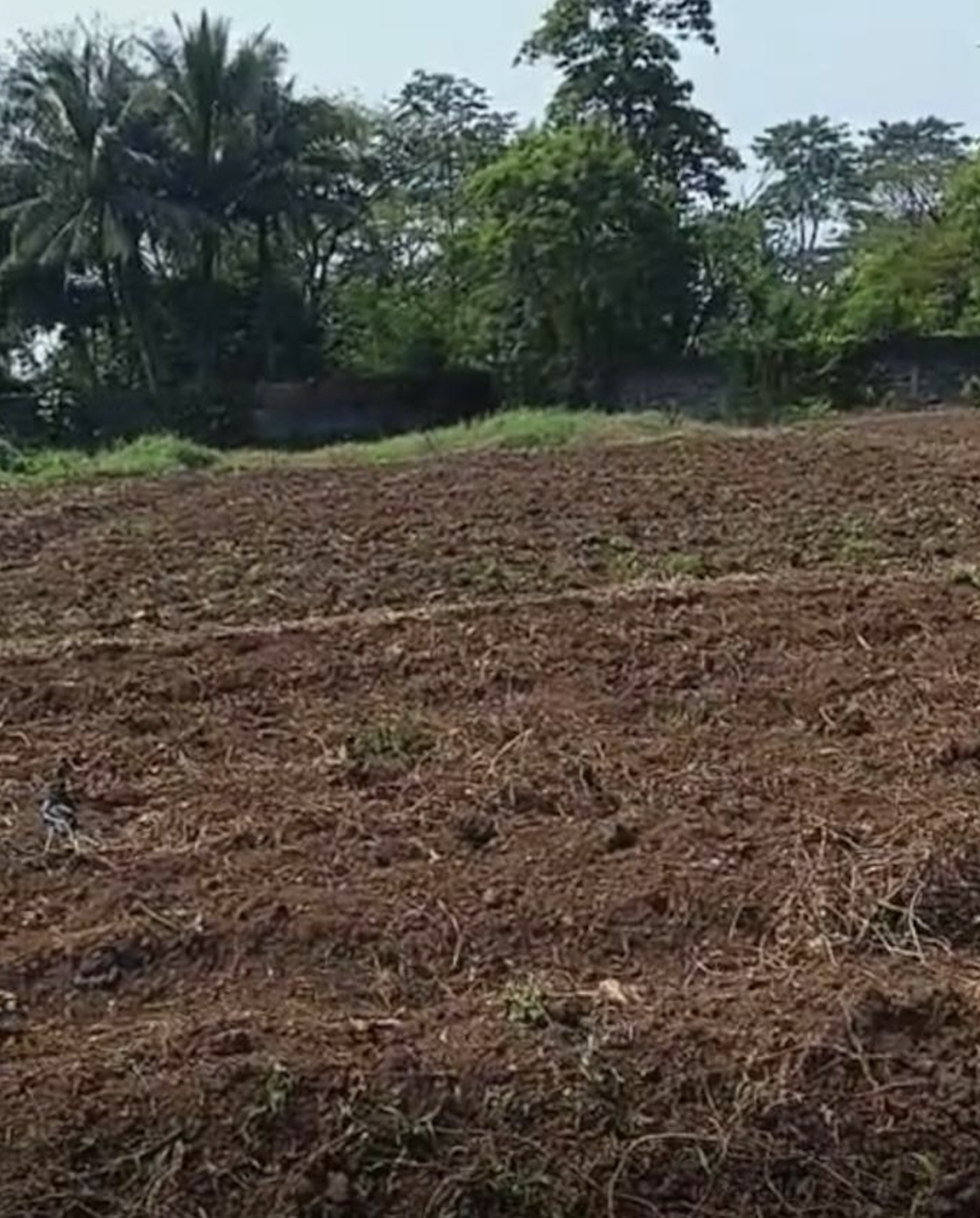 Kavling Cocok untuk Investasi Kos Depan Jalan Utama Jl Raya Dramaga Bogor