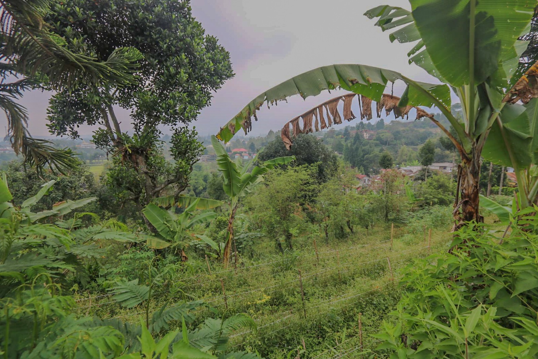 Tanah 4000 m2 Ciloto, Cipanas, Puncak, Akses Mudah Sentul, Bogor