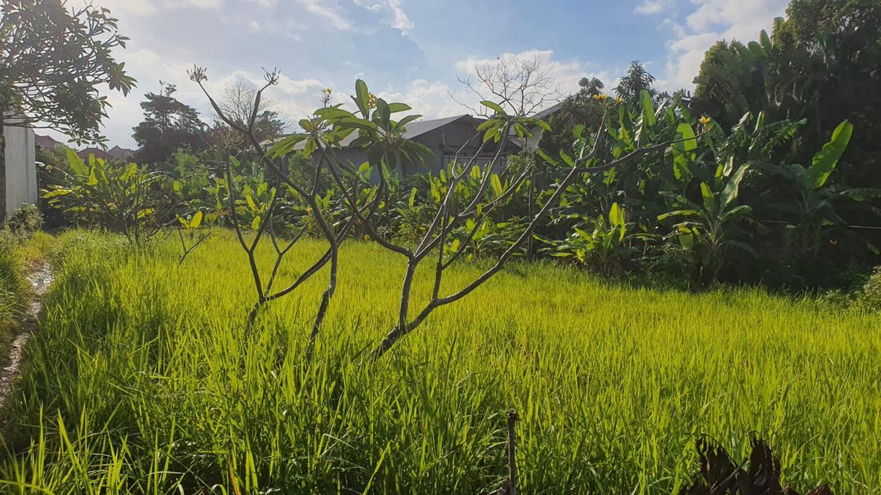 Leasehold - Rare Opportunity! 10 Are Land in  prime area, Canggu, Bali