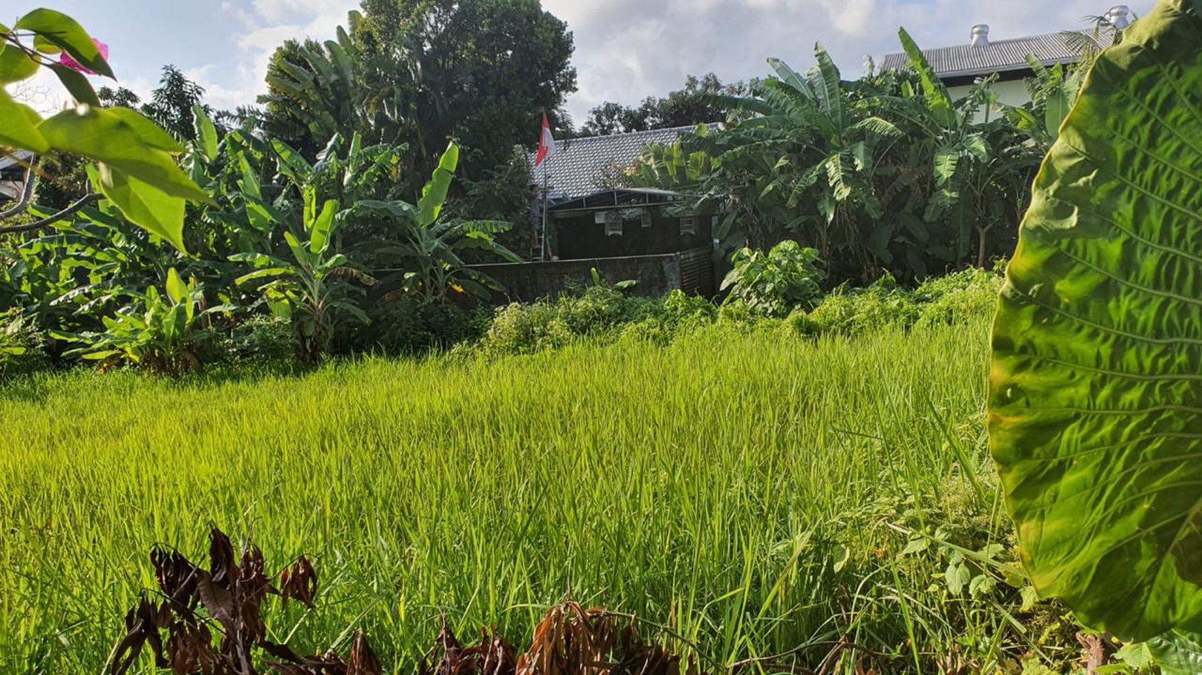 Leasehold - Rare Opportunity! 10 Are Land in  prime area, Canggu, Bali