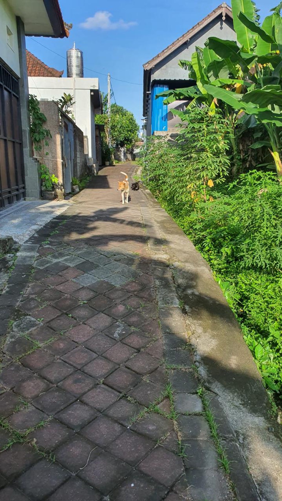 Leasehold - Rare Opportunity! 10 Are Land in  prime area, Canggu, Bali