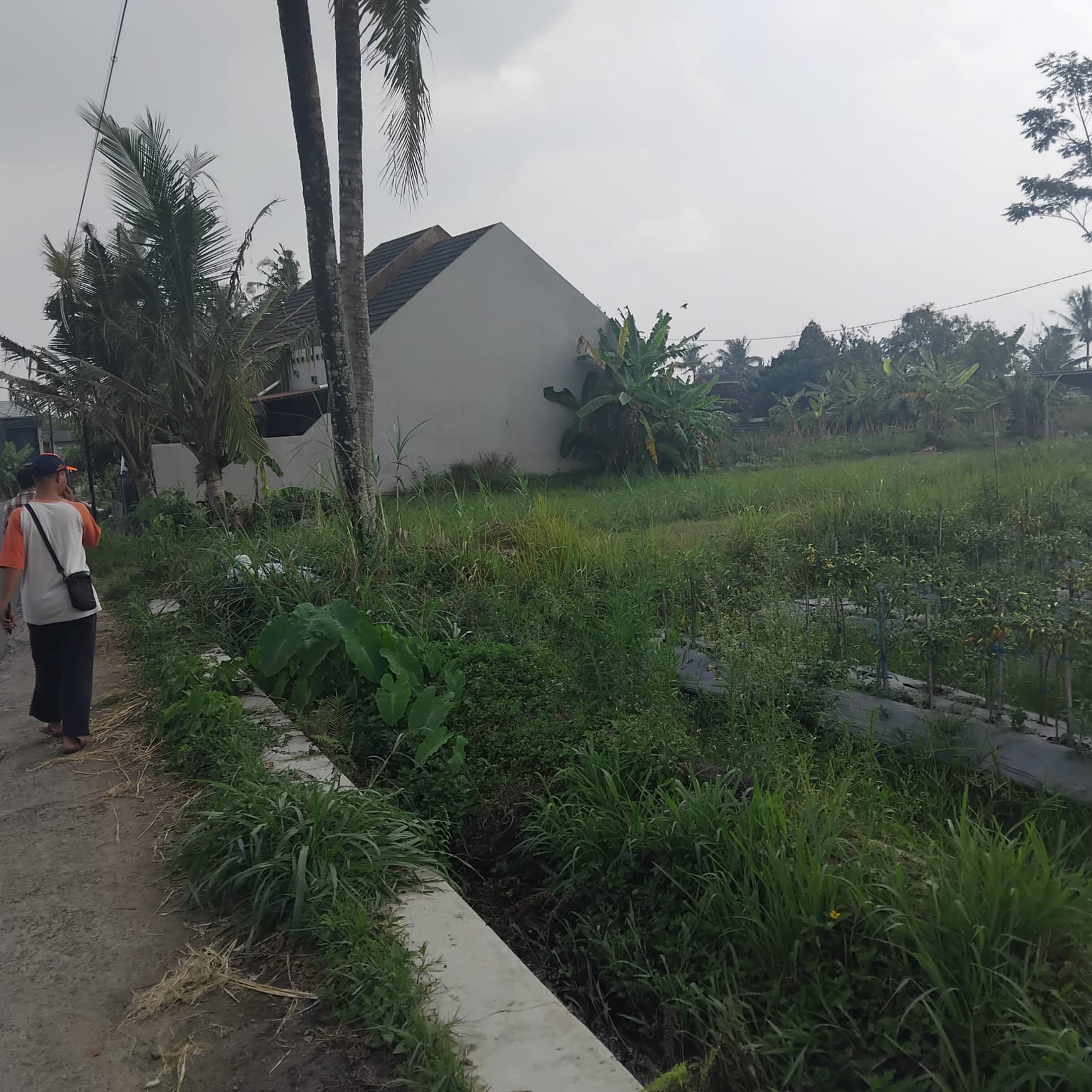 Tanah Sawah Luas 855 Meter Persegi Lokasi Dekat Kampus UII Ngaglik Sleman.