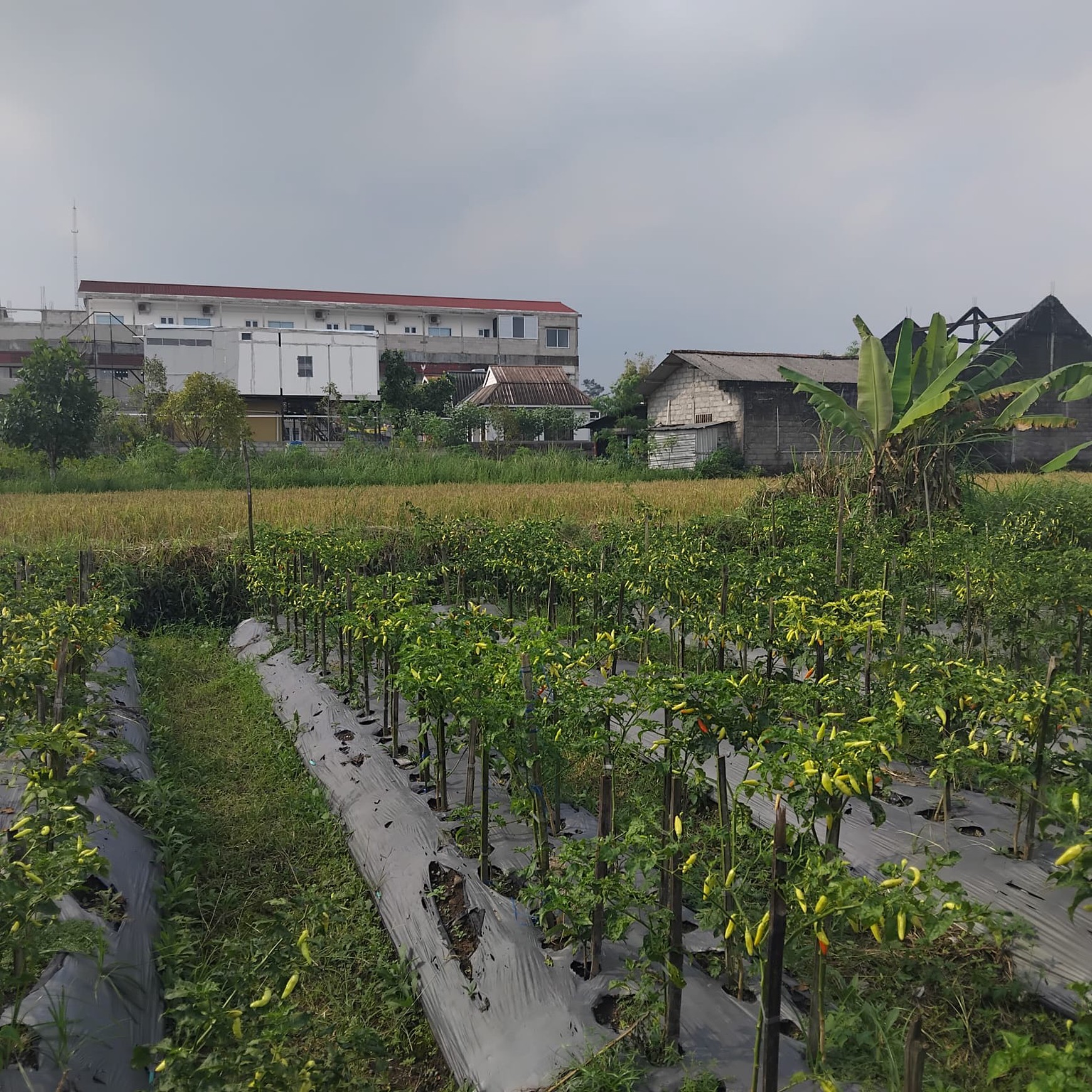 Tanah Sawah Luas 855 Meter Persegi Lokasi Dekat Kampus UII Ngaglik Sleman.